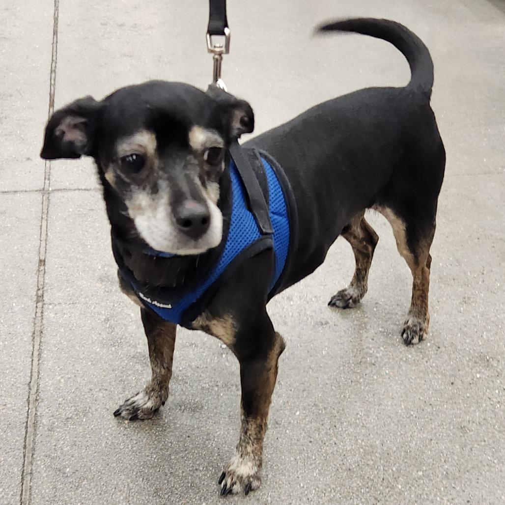 Enlarge Loki Barkly, a Adoptable mixed breed in Las Vegas, NV image 4/5