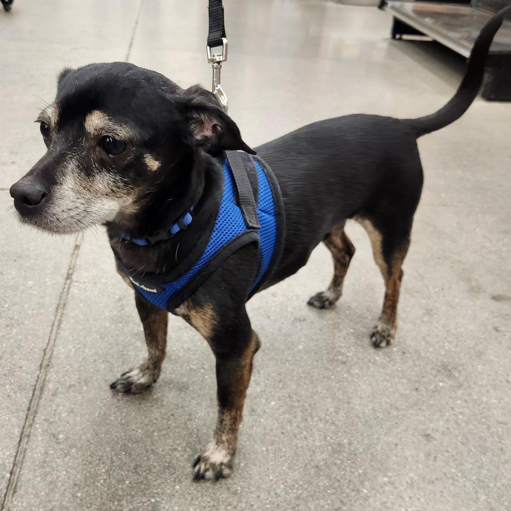 Enlarge Loki Barkly, a Adoptable mixed breed in Las Vegas, NV image 5/5