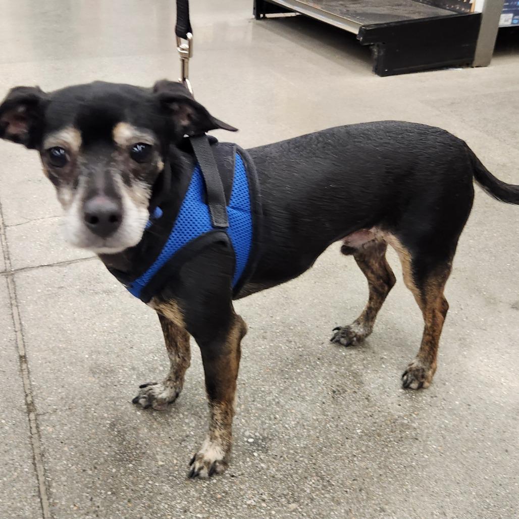 Loki Barkly, Adoptable, Senior Male Dachshund & Chihuahua.