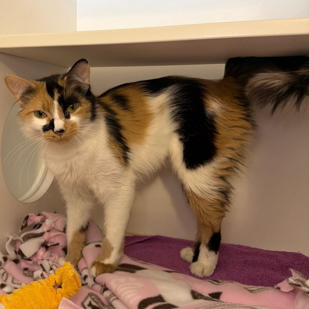 Enlarge Cardi B, a Adoptable Domestic Medium Hair in Council Bluffs, IA image 1/6