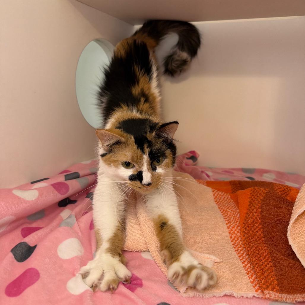 Cardi B, Adoptable, Adult Female Domestic Medium Hair.