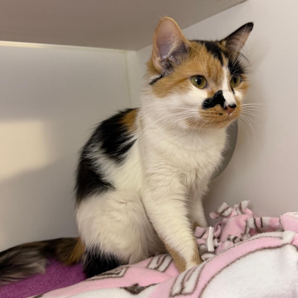Enlarge Cardi B, a Adoptable Domestic Medium Hair in Council Bluffs, IA image 3/6