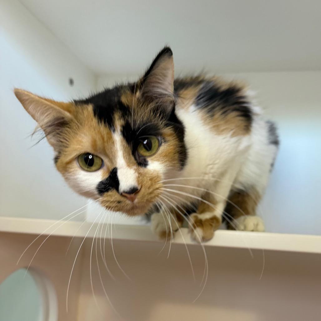 Enlarge Cardi B, a Adoptable Domestic Medium Hair in Council Bluffs, IA image 2/4