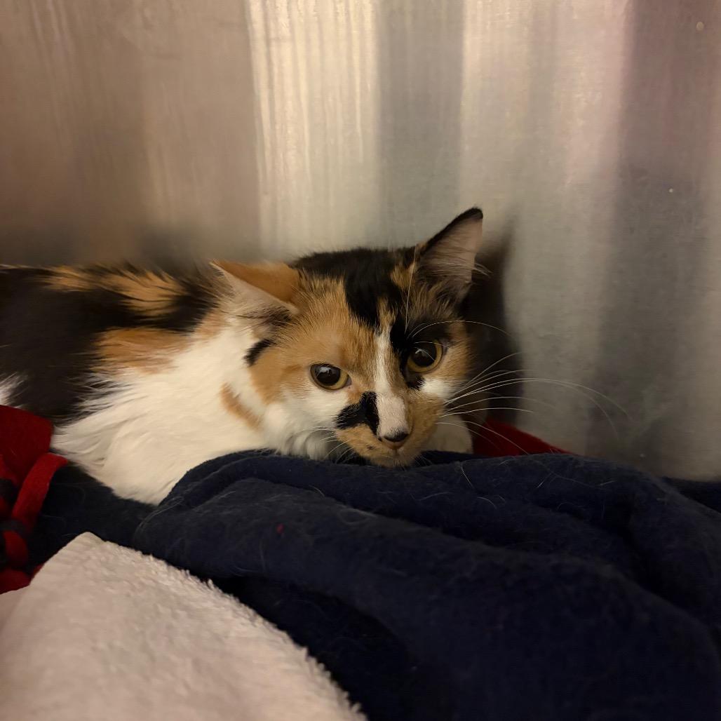 Enlarge Cardi B, a Adoptable Domestic Medium Hair in Council Bluffs, IA image 3/4