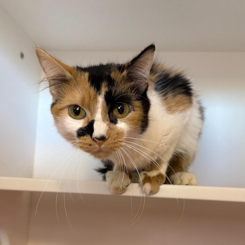 Enlarge Cardi B, a Adoptable Domestic Medium Hair in Council Bluffs, IA image 4/4