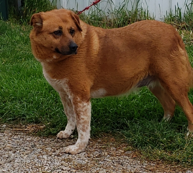 Jessica (Jessy), Adoptable, Senior Female Australian Cattle Dog / Blue Heeler.