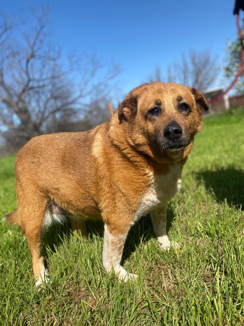 Jessica (Jessy), a Adoptable mixed breed in Henrietta, TX image 2/6