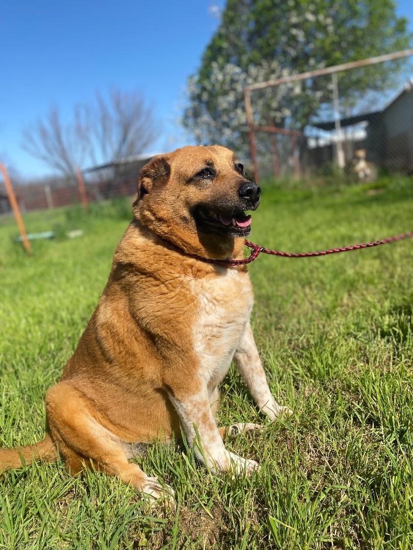 Jessica (Jessy), a Adoptable mixed breed in Henrietta, TX image 3/6