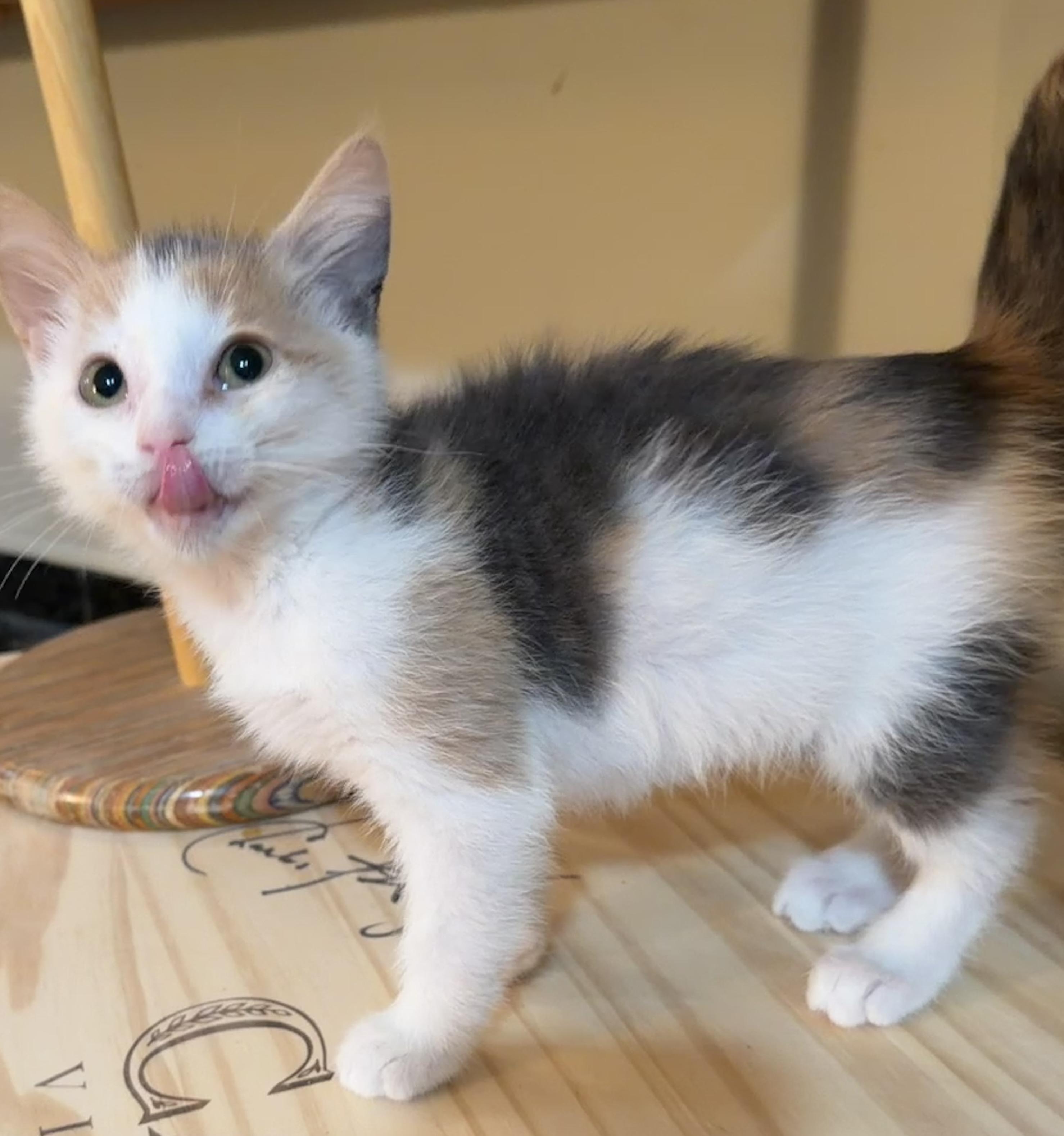 Enlarge Flower, a Adoptable Domestic Short Hair in East Hanover, NJ image 2/2