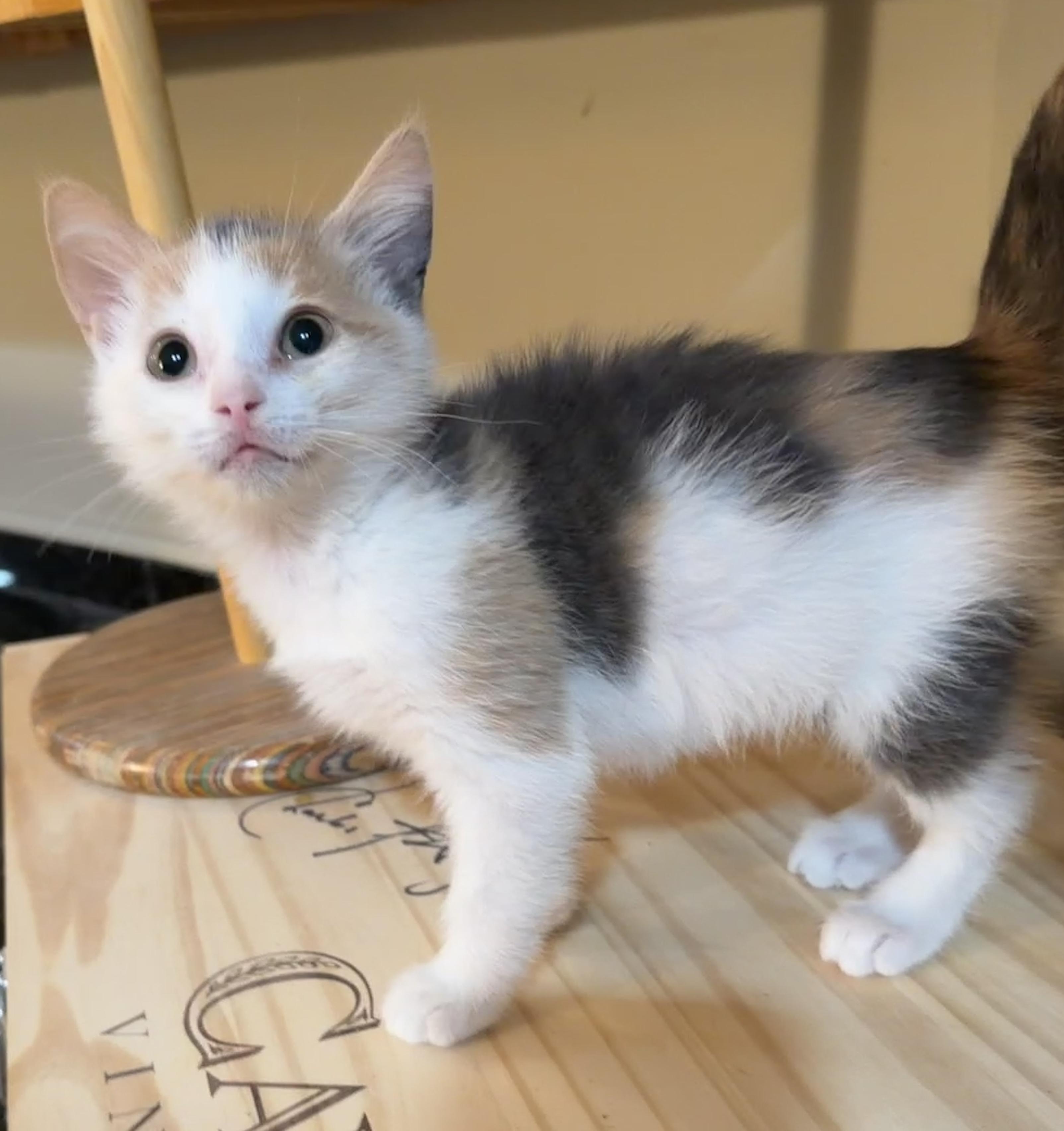 Enlarge Flower, a Adoptable Domestic Short Hair in East Hanover, NJ image 1/2