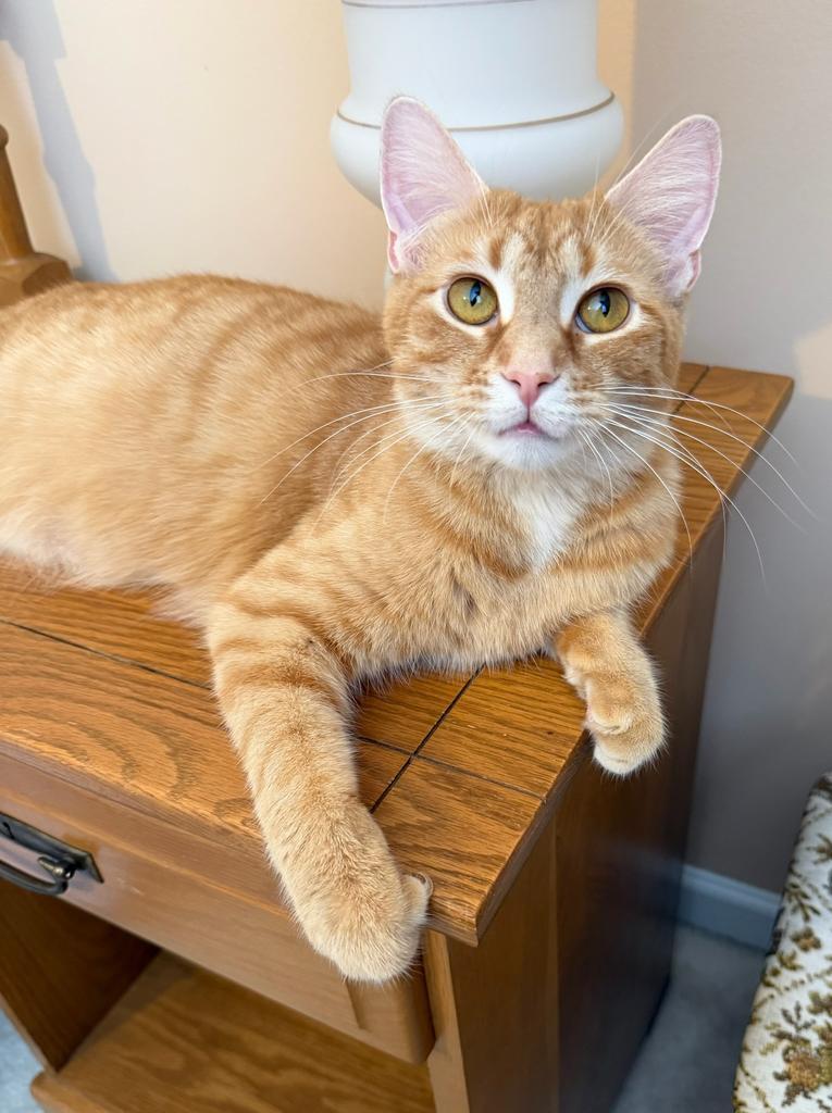 Clementine, Adoptable, Young Female Domestic Short Hair.