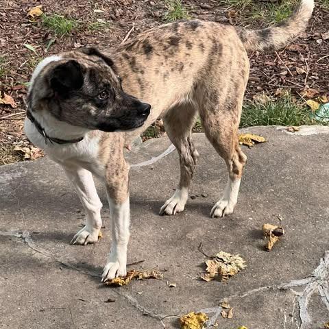 Enlarge Luna, a Adoptable mixed breed in Overland Park, KS image 1/2