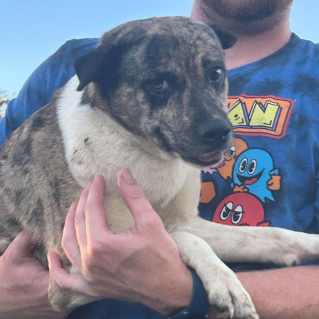 Enlarge Luna, a Adoptable mixed breed in Overland Park, KS image 2/2