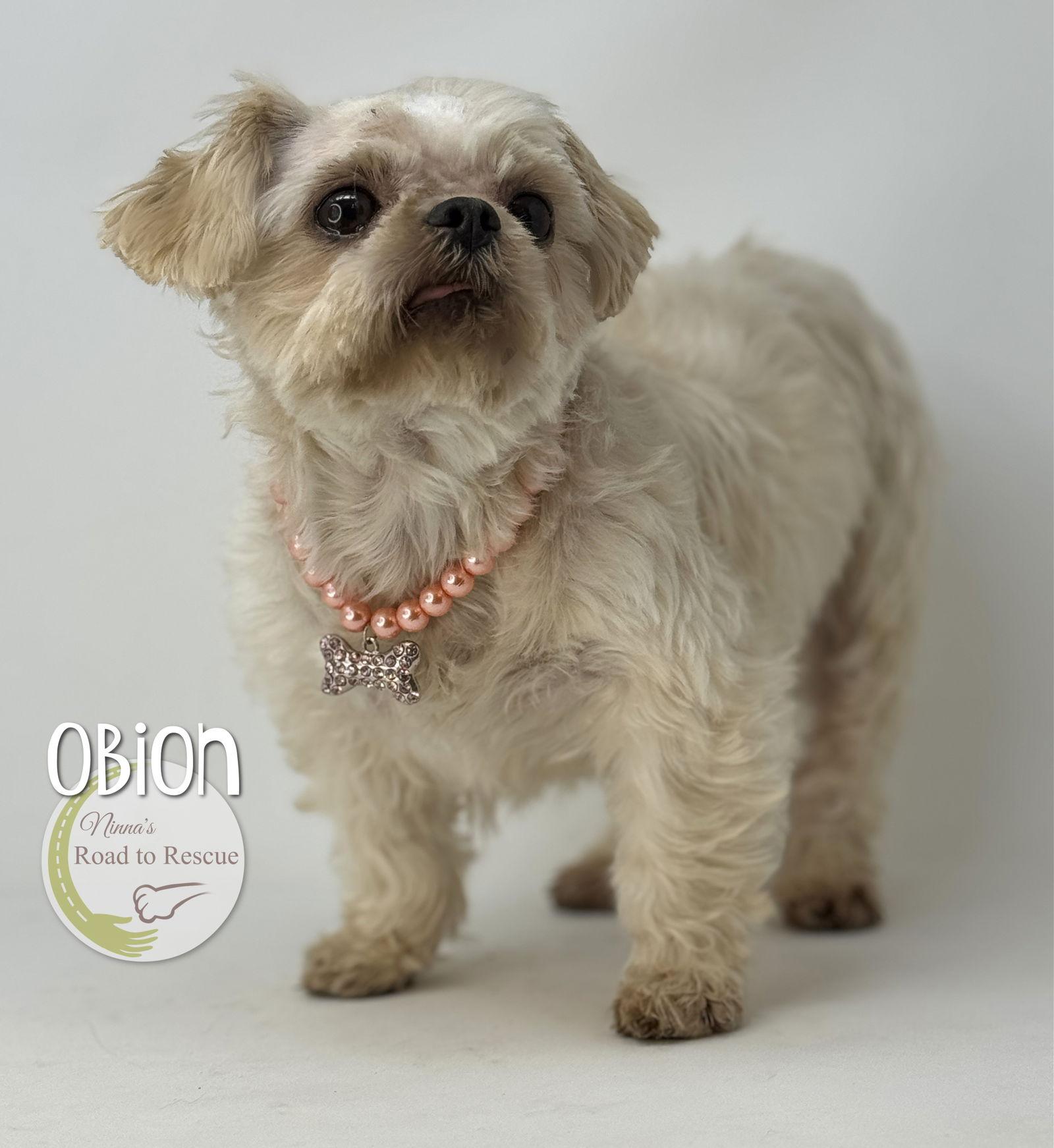 Obion, Adoptable, Adult Female Shih Tzu.