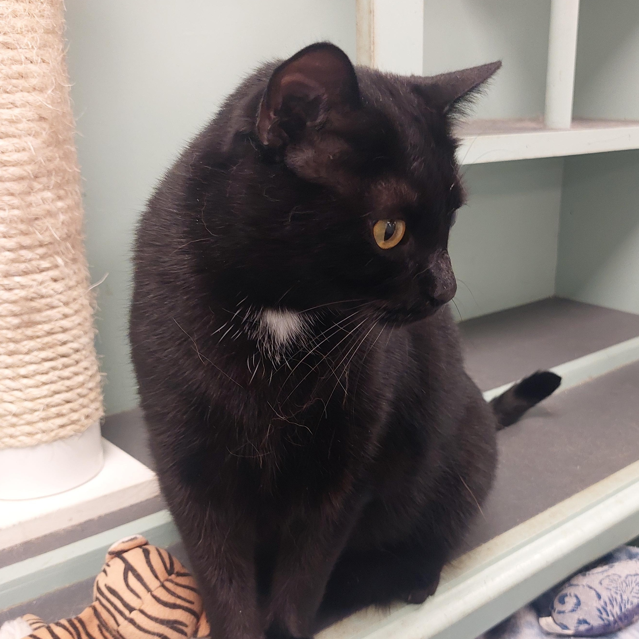 Enlarge Shemar, a Adoptable Domestic Short Hair in Williamsport, PA image 2/3