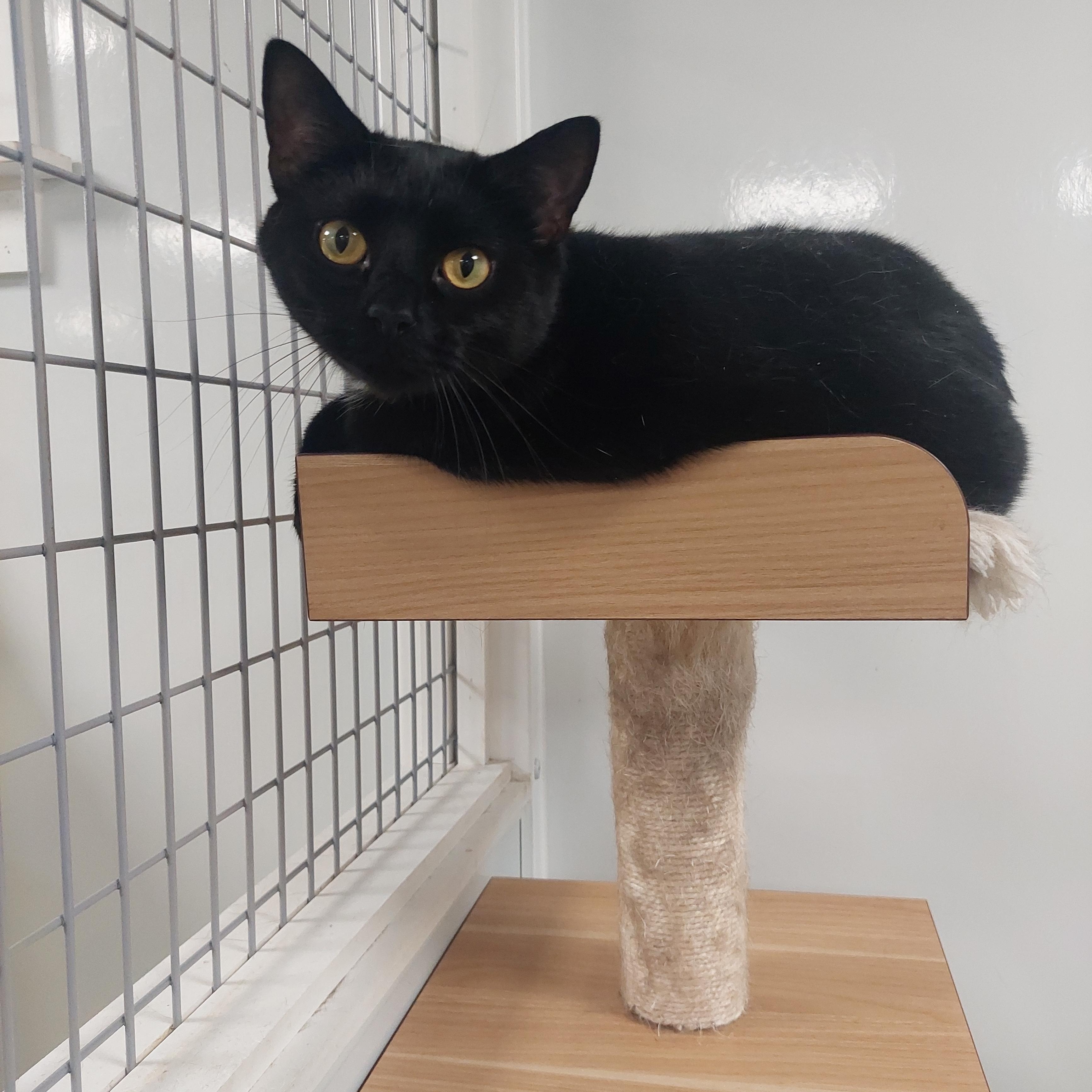 Enlarge Shemar, a Adoptable Domestic Short Hair in Williamsport, PA image 3/3