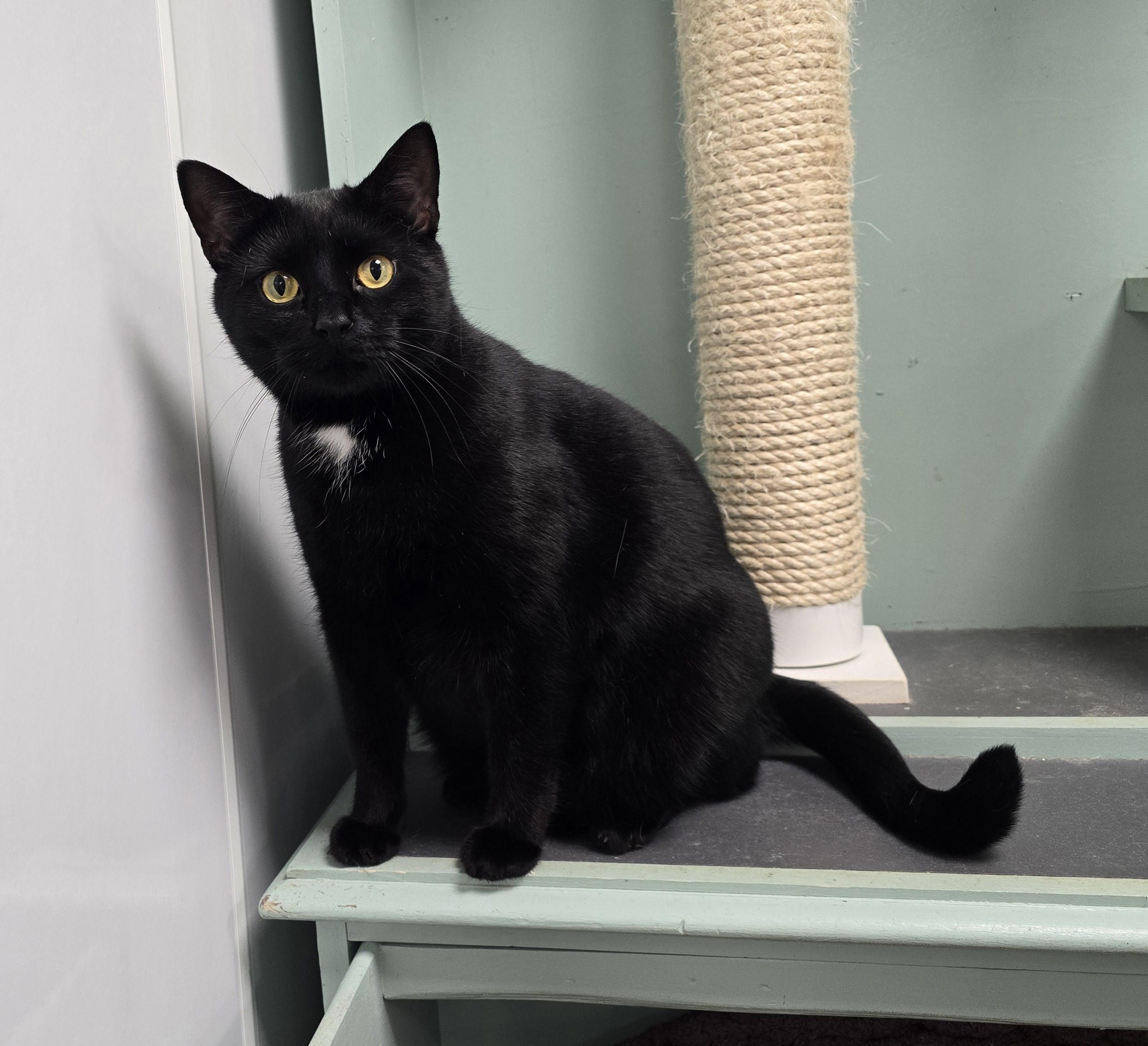 Shemar, Adoptable, Adult Male Domestic Short Hair.