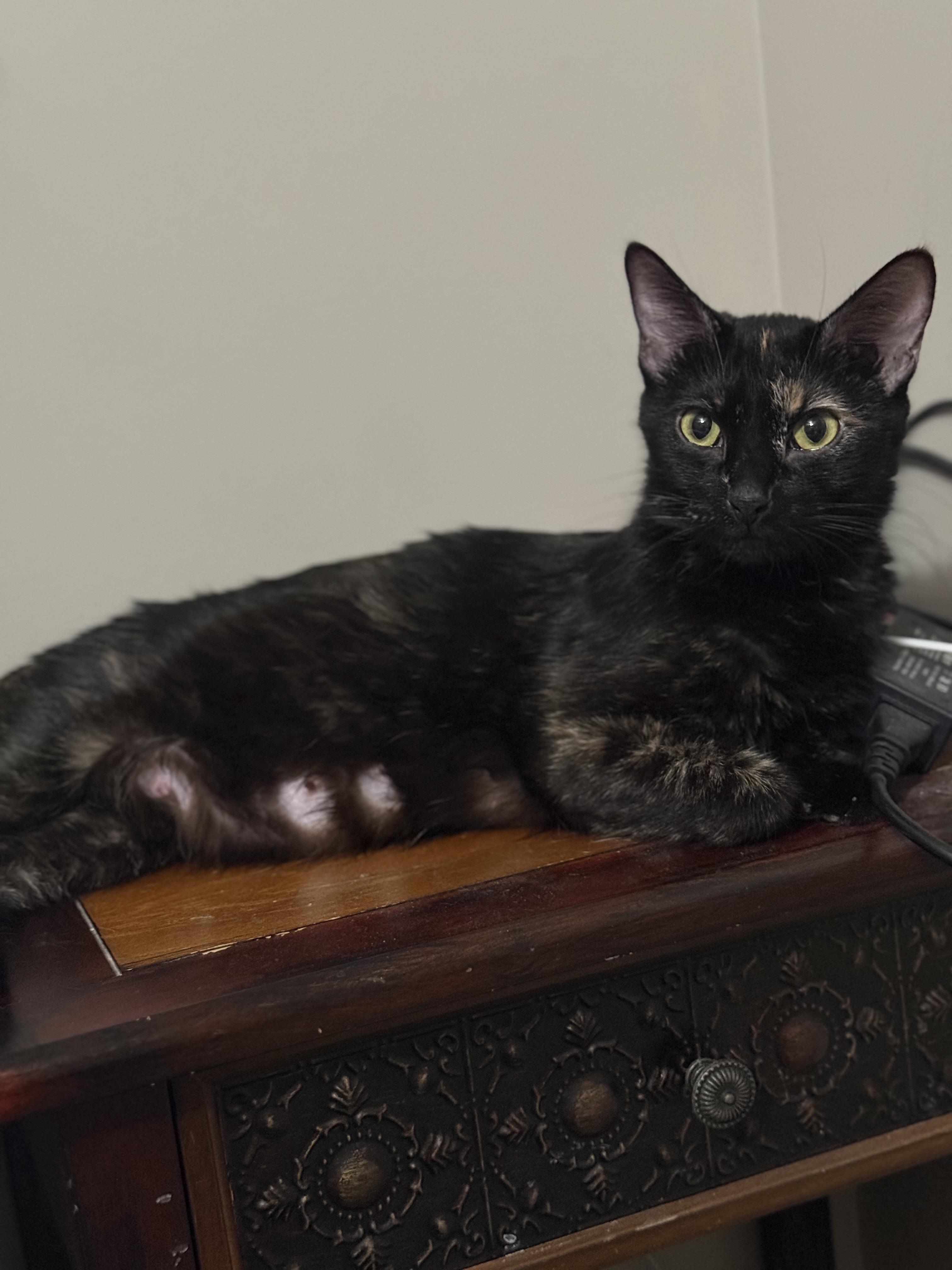 Enlarge Dr. Pepper, a Adoptable Tortoiseshell in Fruit Heights, UT image 2/6