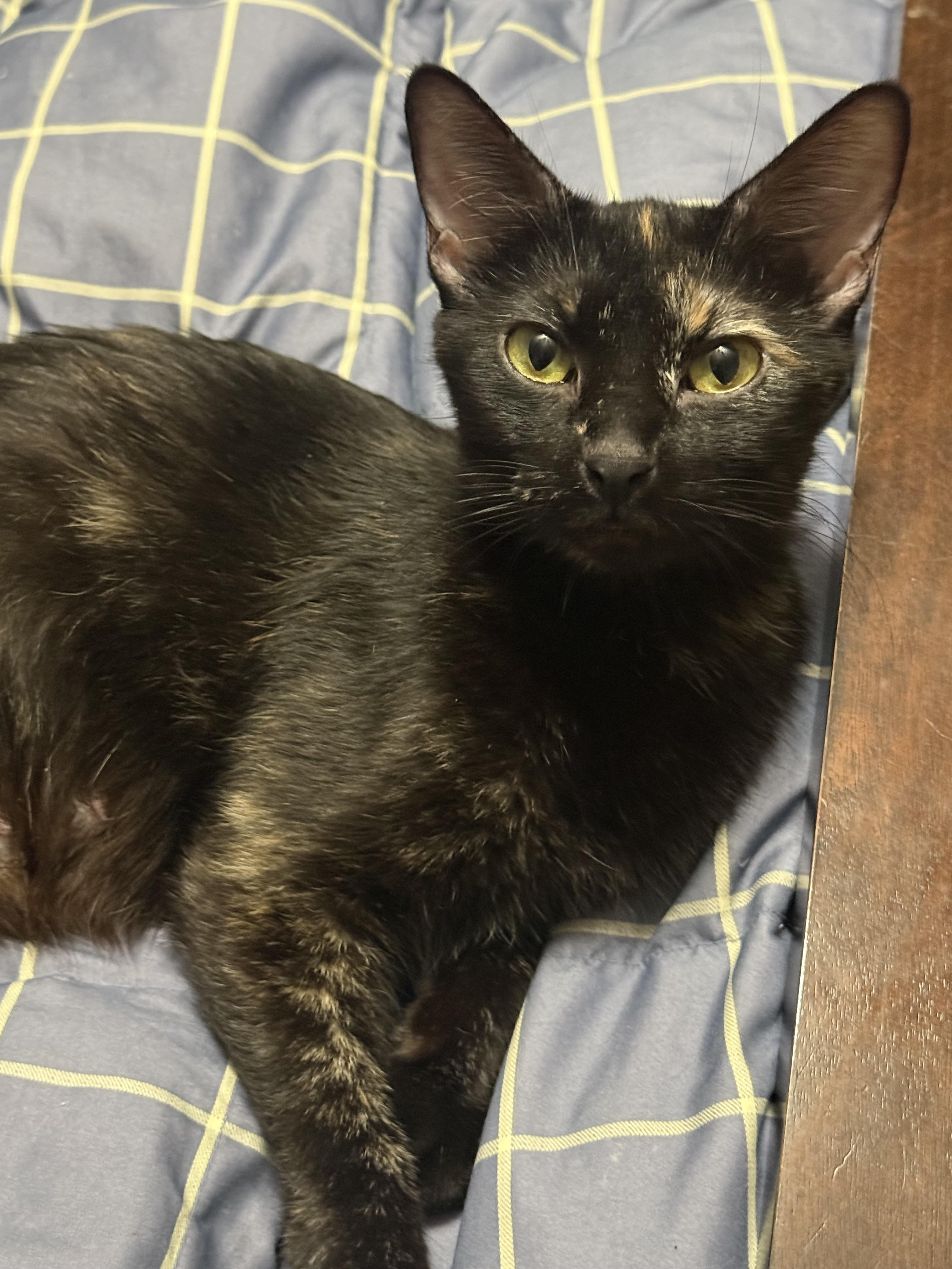 Enlarge Dr. Pepper, a Adoptable Tortoiseshell in Fruit Heights, UT image 3/6