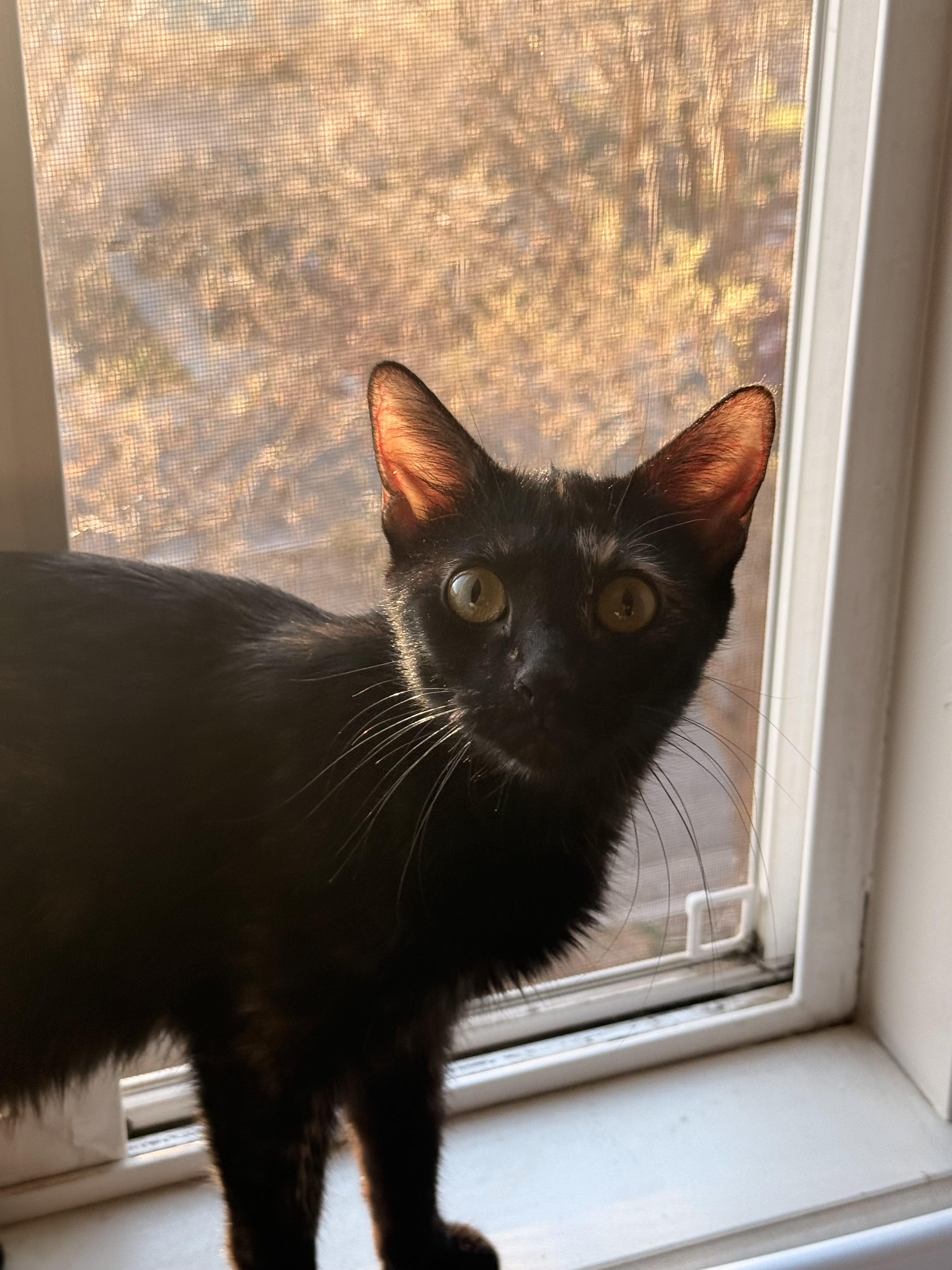 Enlarge Dr. Pepper, a Adoptable Tortoiseshell in Fruit Heights, UT image 4/6