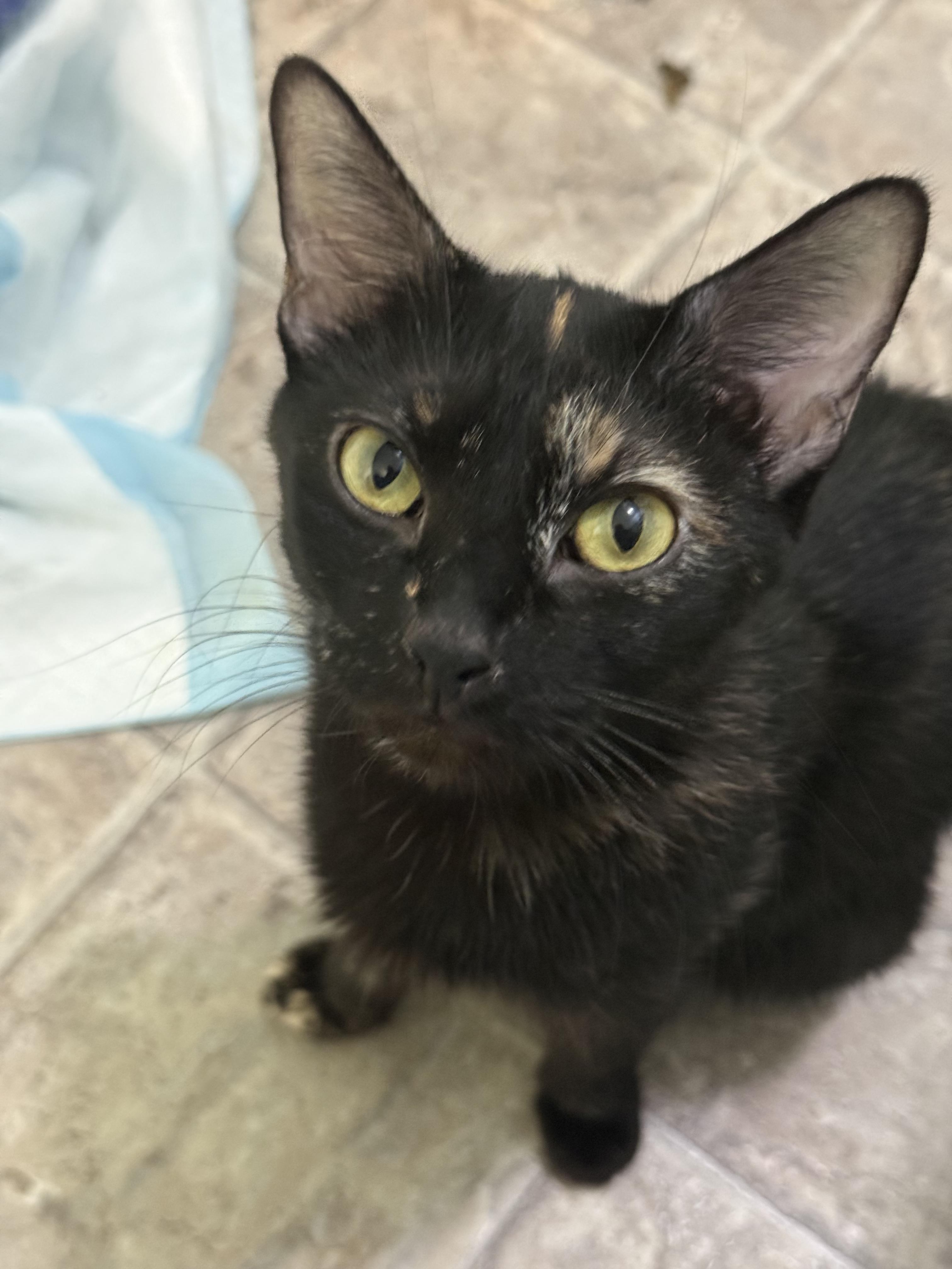 Enlarge Dr. Pepper, a Adoptable Tortoiseshell in Fruit Heights, UT image 5/6