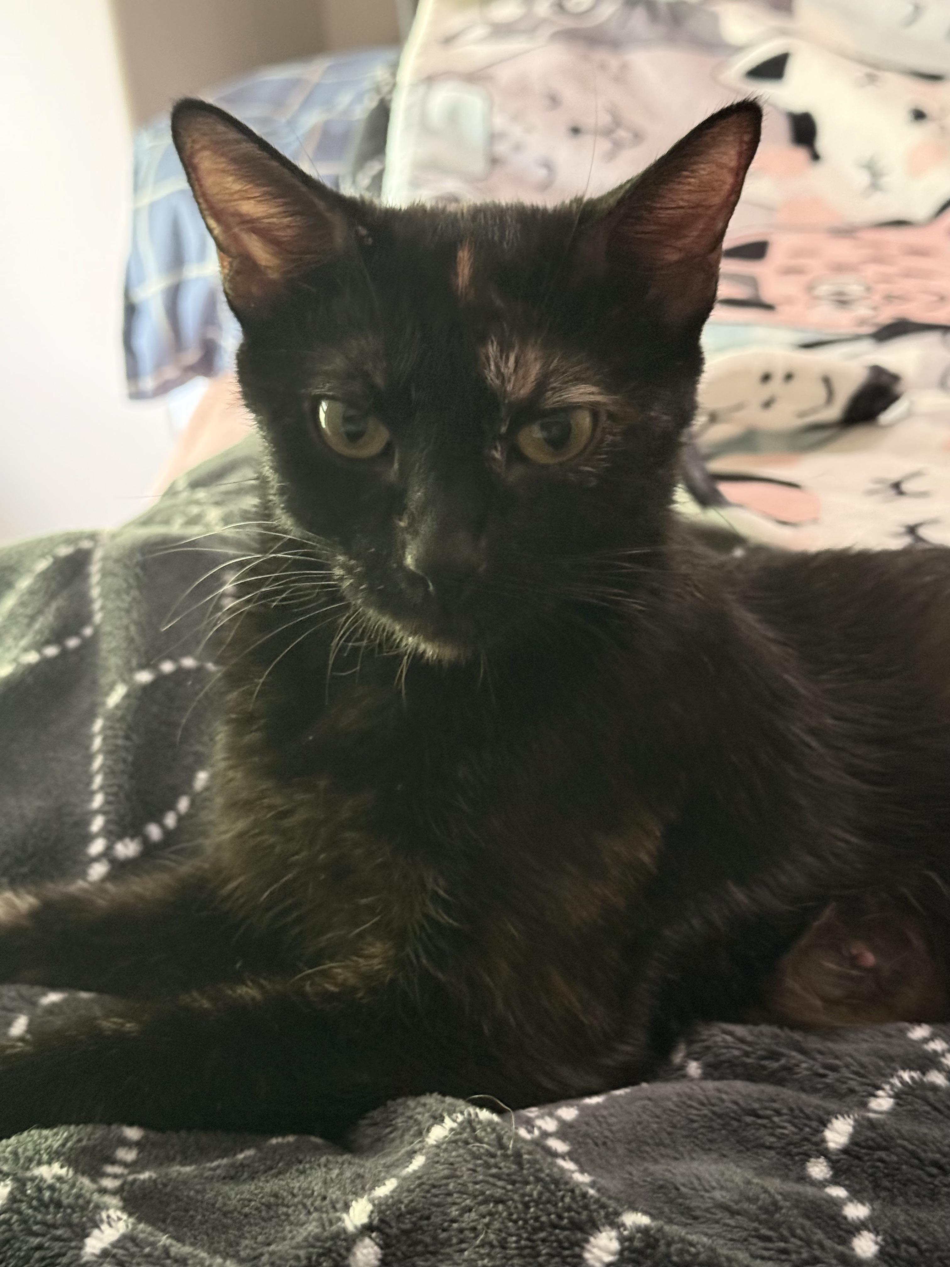 Enlarge Dr. Pepper, a Adoptable Tortoiseshell in Fruit Heights, UT image 6/6