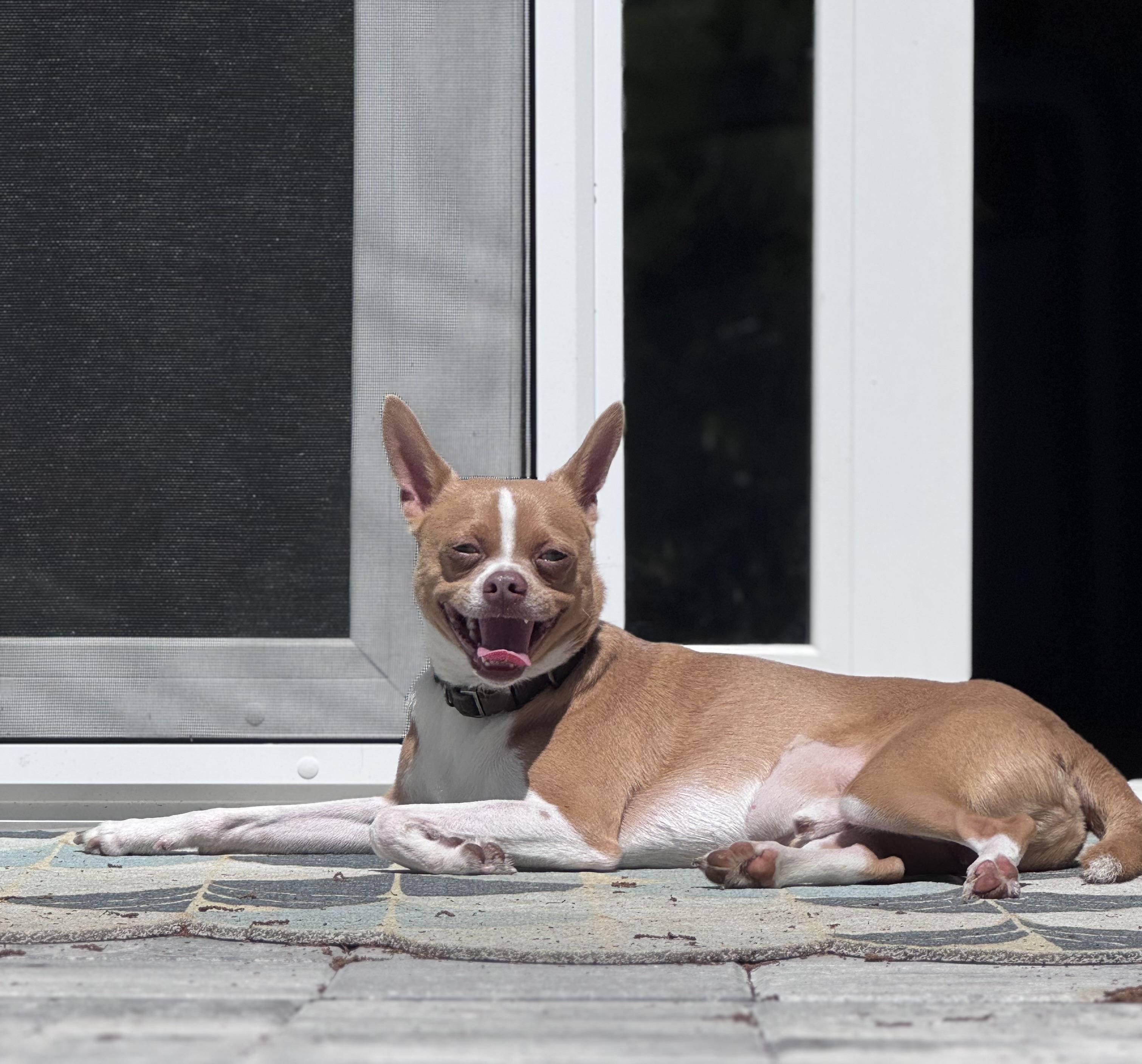 Enlarge Buddy, a ADOPTABLE mixed breed in Bradenton, FL image 5/5