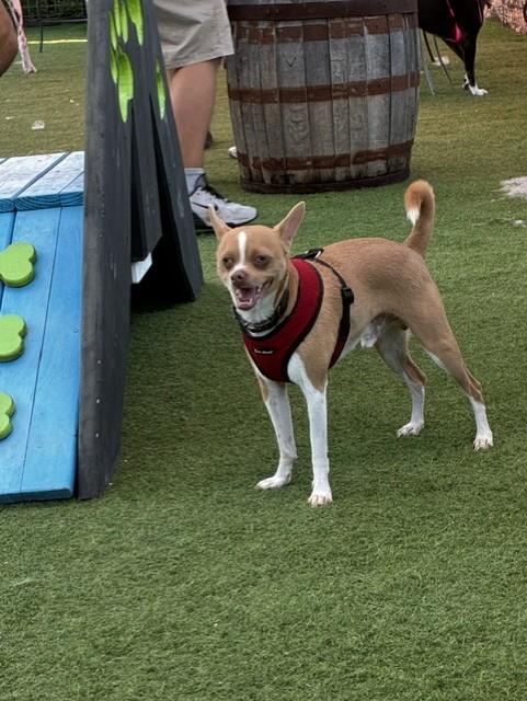 Buddy, a ADOPTABLE mixed breed in Bradenton, FL image 6/6