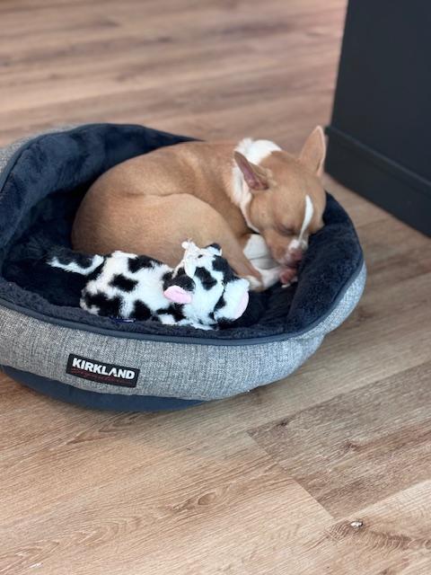 Enlarge Buddy, a ADOPTABLE mixed breed in Bradenton, FL image 2/5