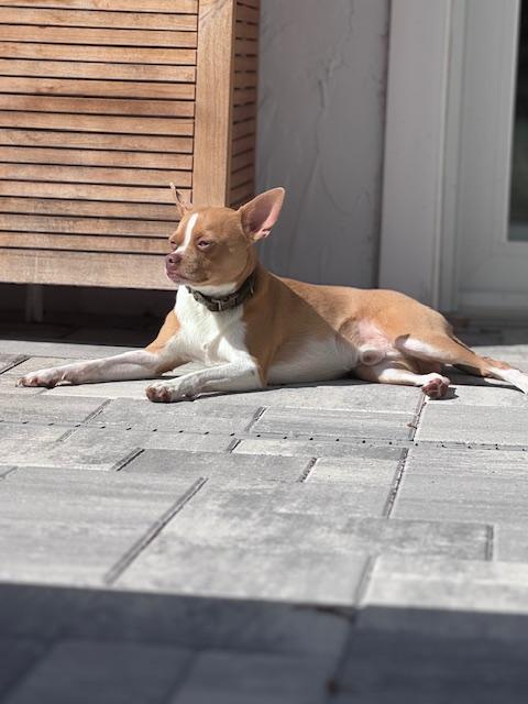 Enlarge Buddy, a ADOPTABLE mixed breed in Bradenton, FL image 3/5