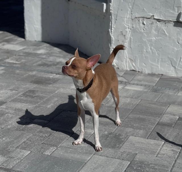 Enlarge Buddy, a ADOPTABLE mixed breed in Bradenton, FL image 4/5