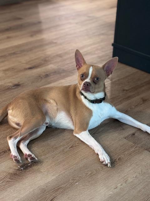 Enlarge Buddy, a ADOPTABLE mixed breed in Bradenton, FL image 1/5