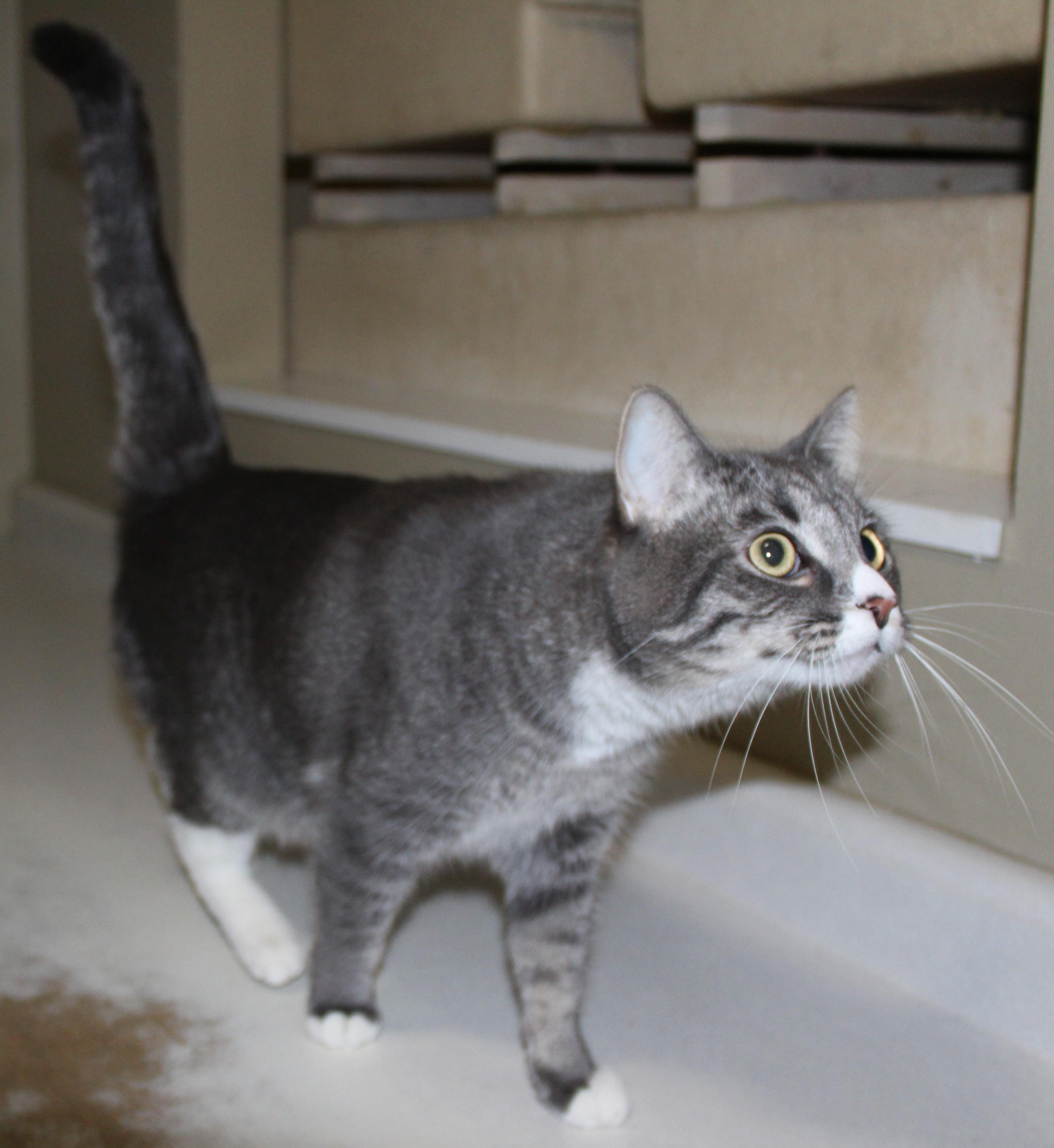 Dottie, a Adoptable mixed breed in Huron, SD image 3/3