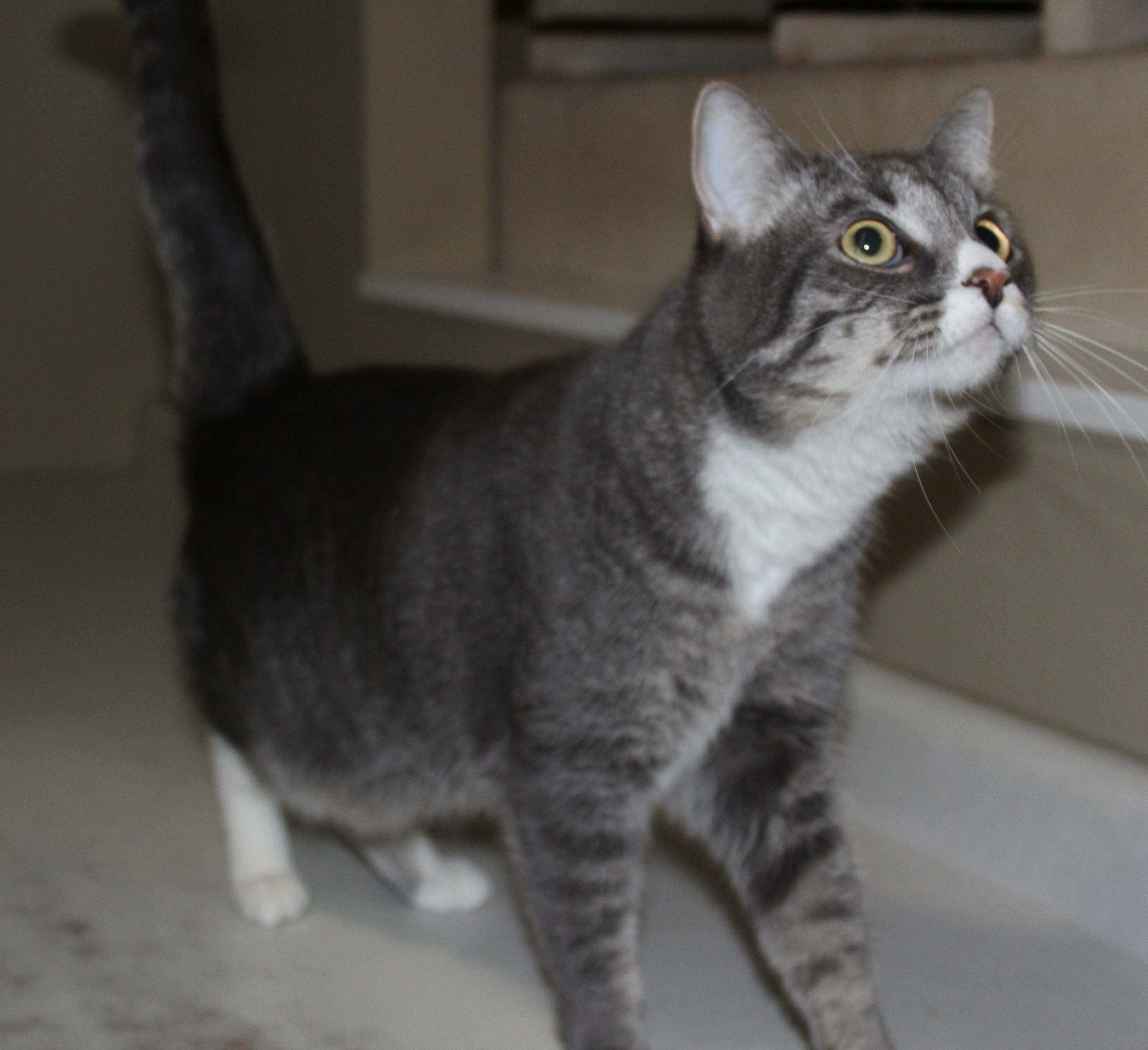 Dottie, Adoptable, Adult Female Domestic Short Hair.