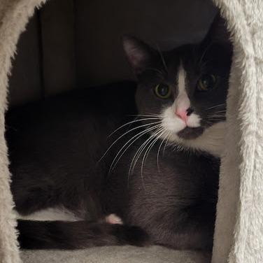 Rascal, Adoptable, Adult Male Domestic Short Hair.