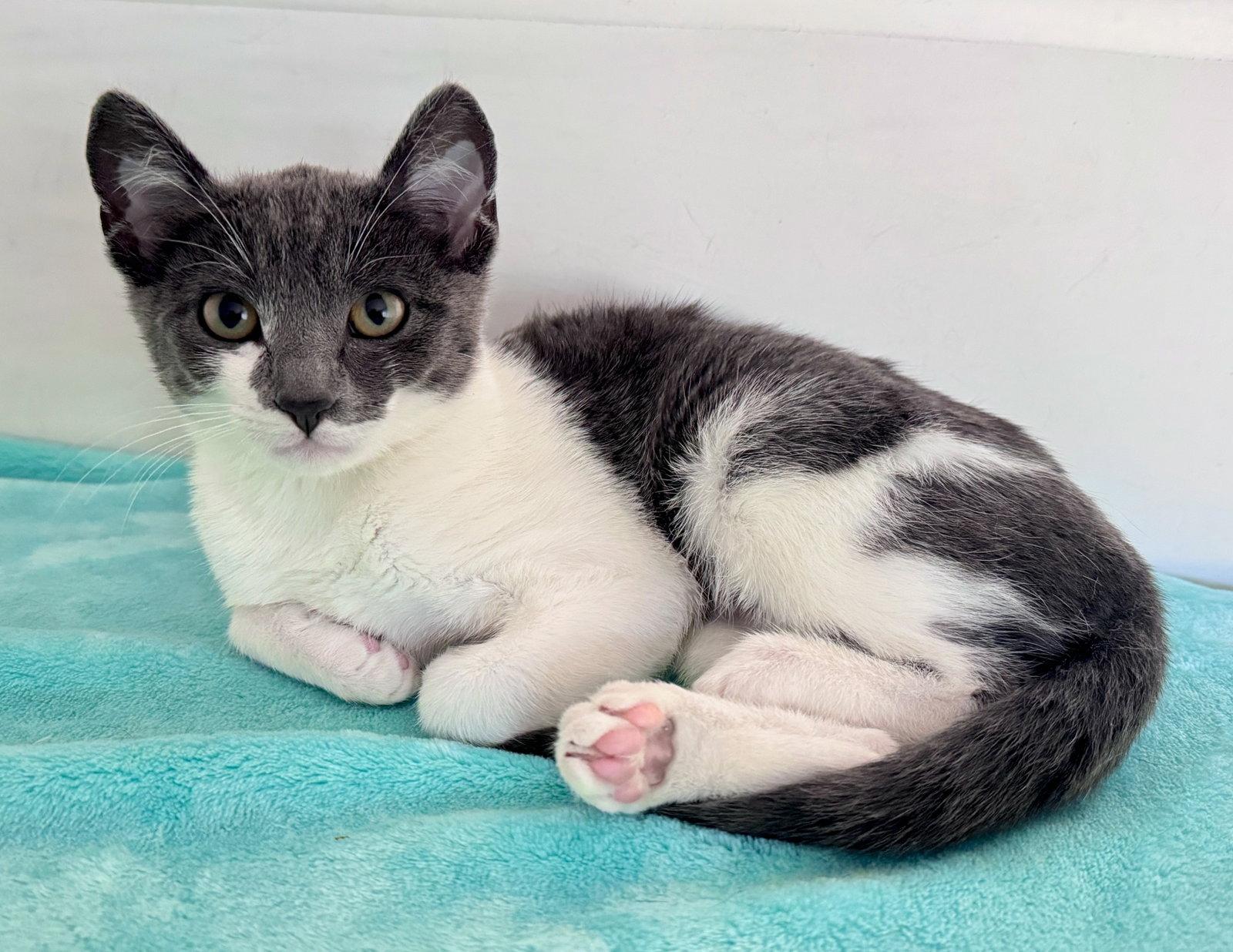 Jetta - CCC, a Adoptable Domestic Short Hair in San Luis Obispo, CA image 1/2