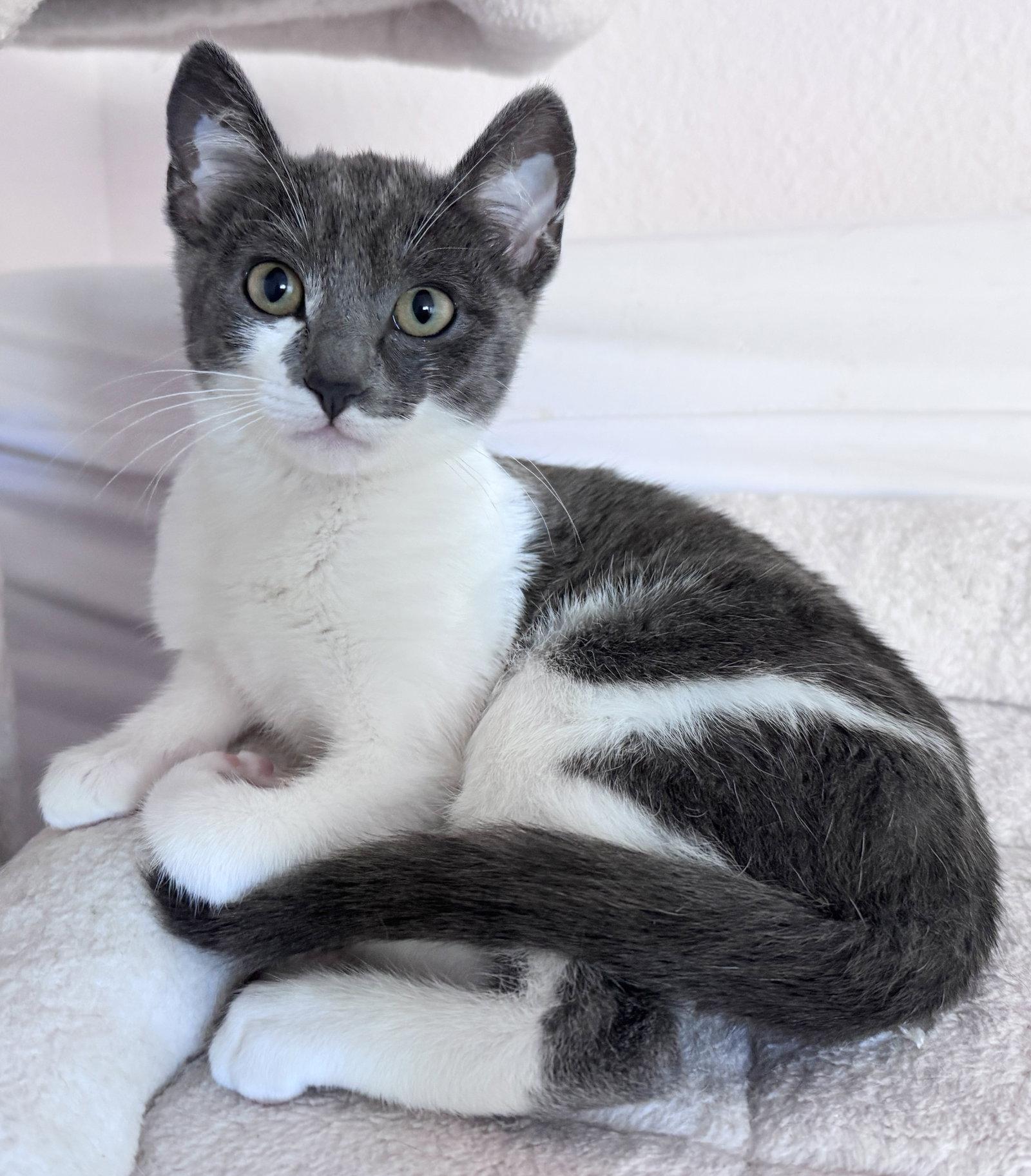 Jetta - CCC, a Adoptable Domestic Short Hair in San Luis Obispo, CA image 2/2