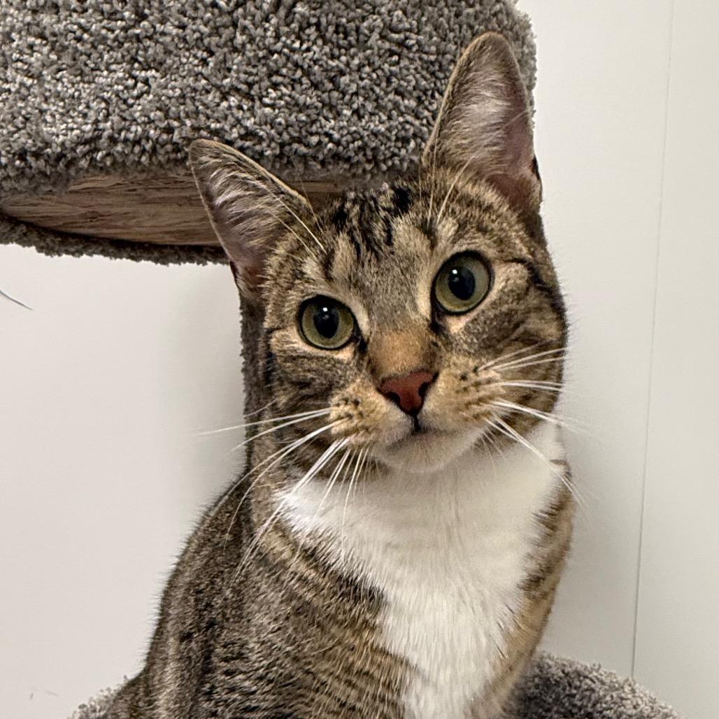 Pigeon, Adoptable, Adult Female Domestic Short Hair.