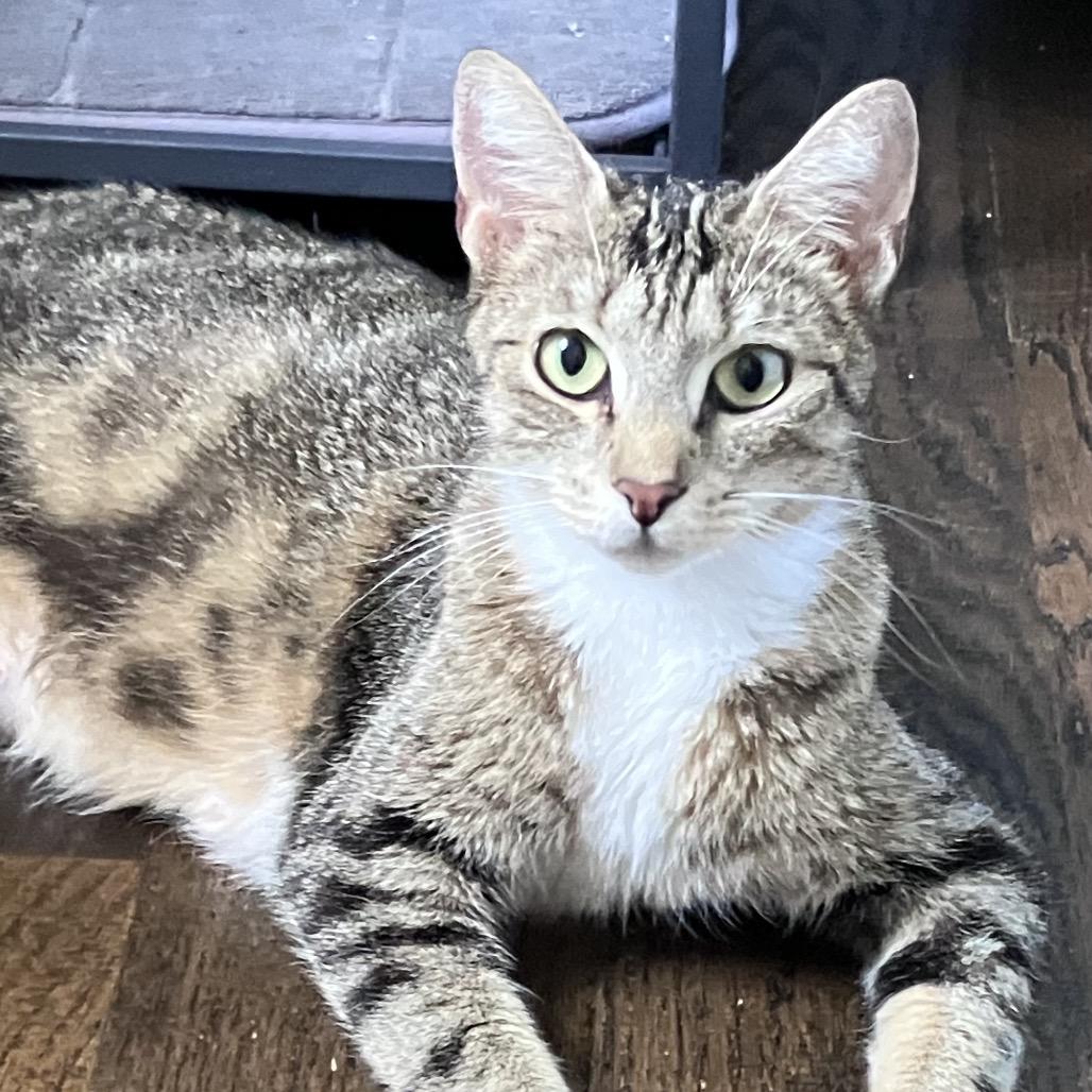 Pigeon, a Adoptable Domestic Short Hair in Pleasanton, CA image 1/3