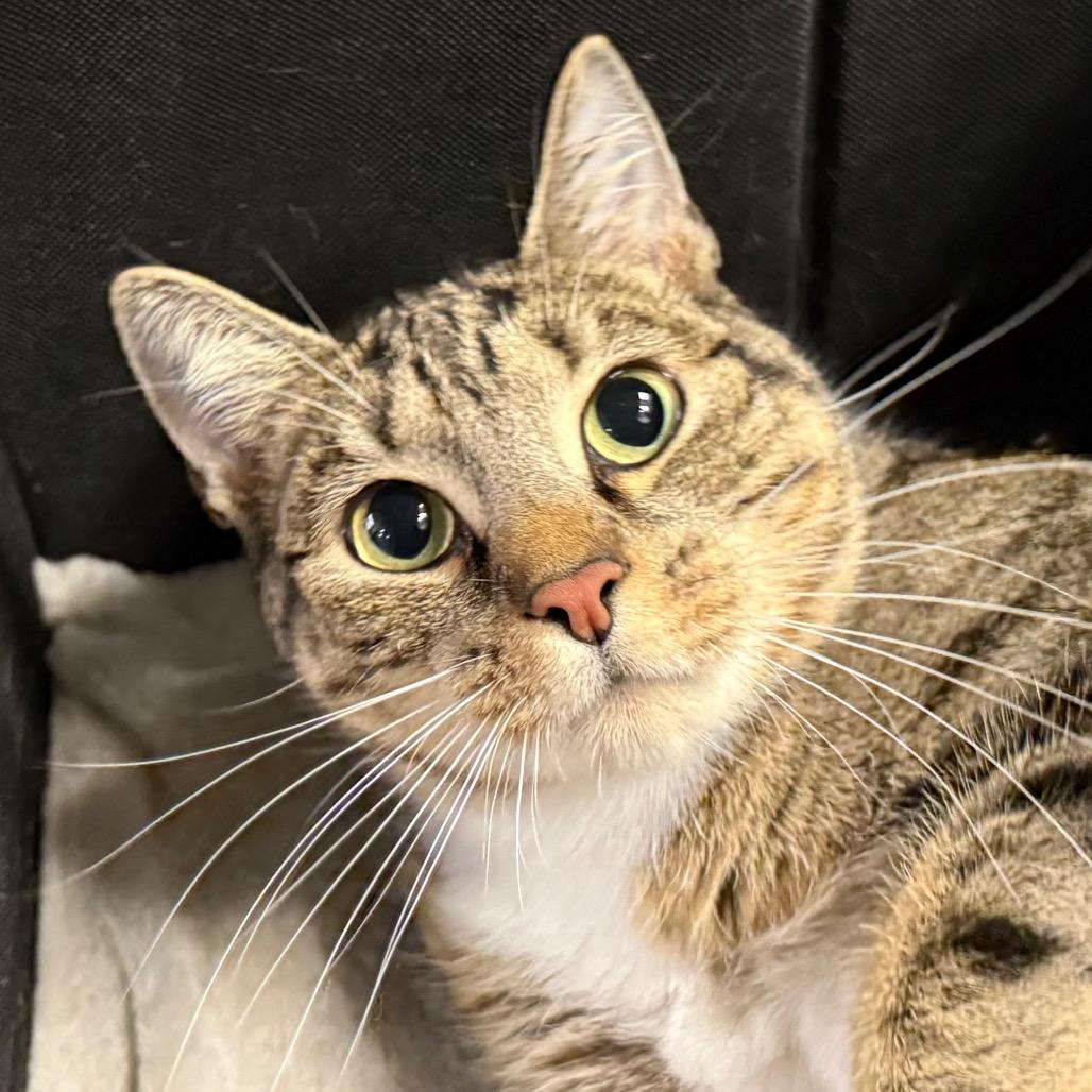 Pigeon, Adoptable, Adult Female Domestic Short Hair.