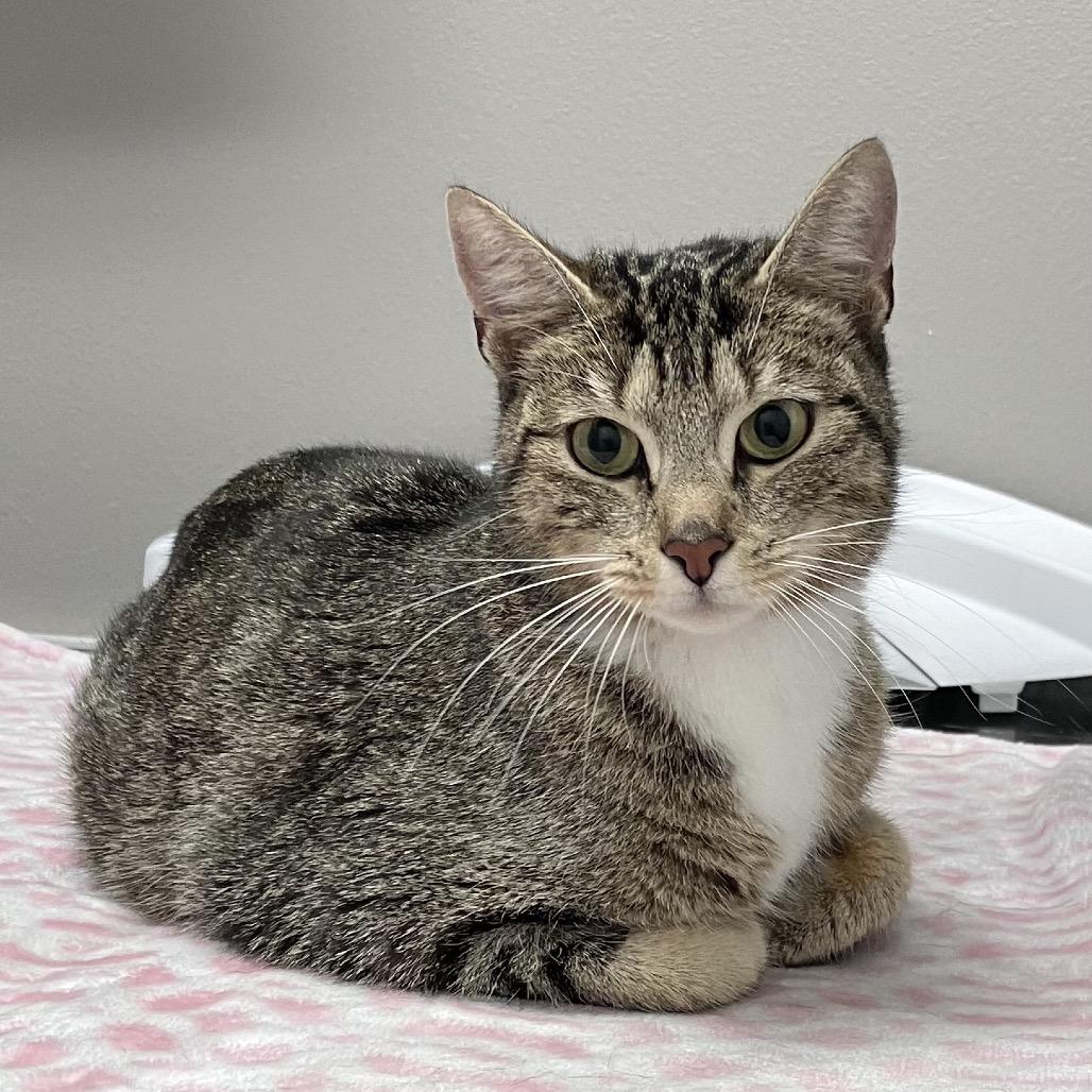 Pigeon, a Adoptable Domestic Short Hair in Pleasanton, CA image 2/3