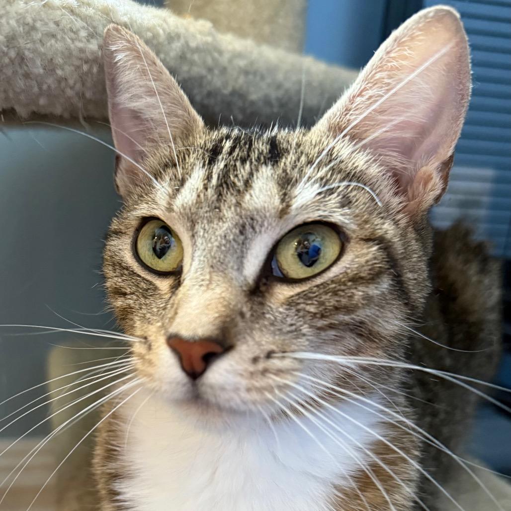 Pigeon, a Adoptable Domestic Short Hair in Pleasanton, CA image 3/3