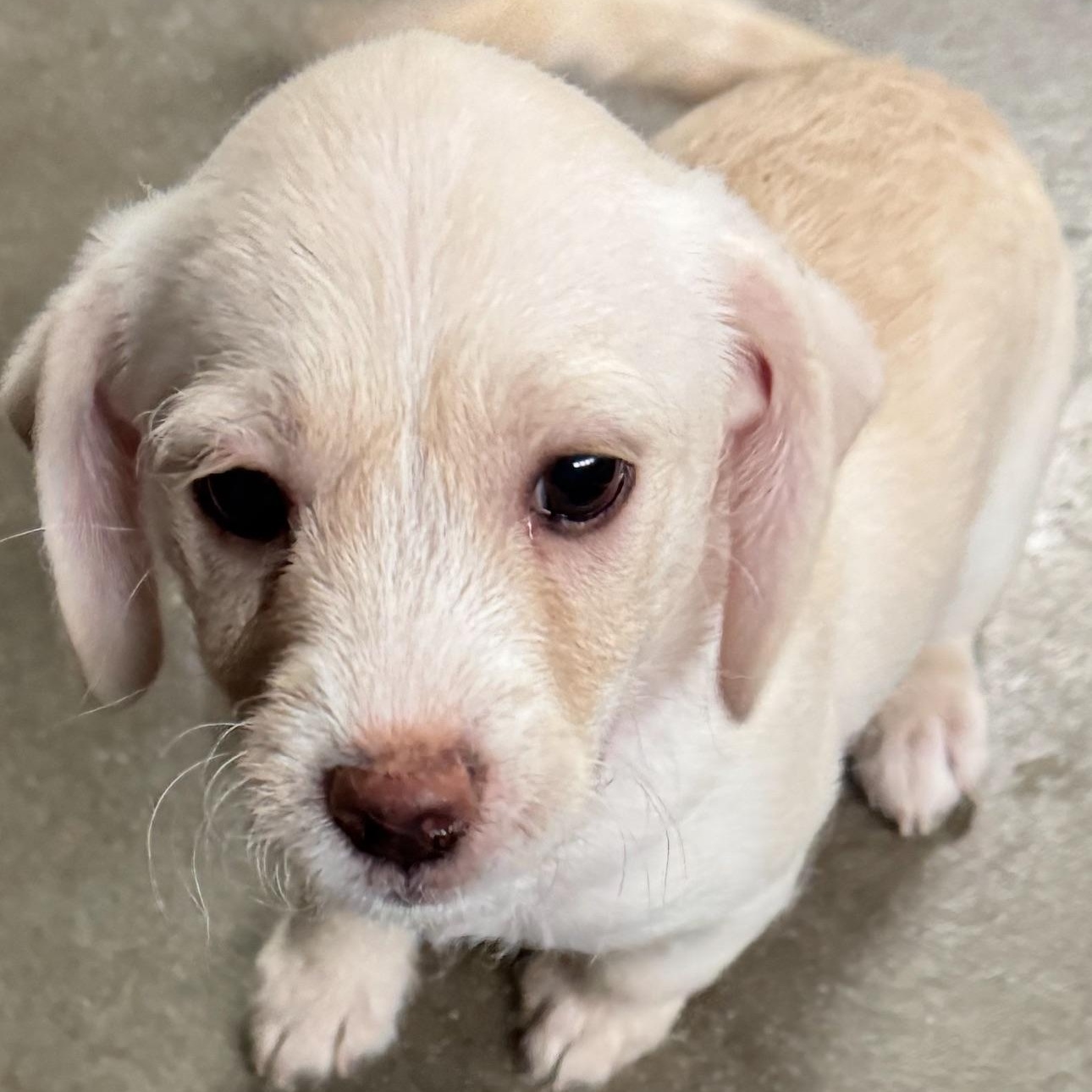 Enlarge Nugget, an adopted mixed breed in Vacaville, CA image 2/6