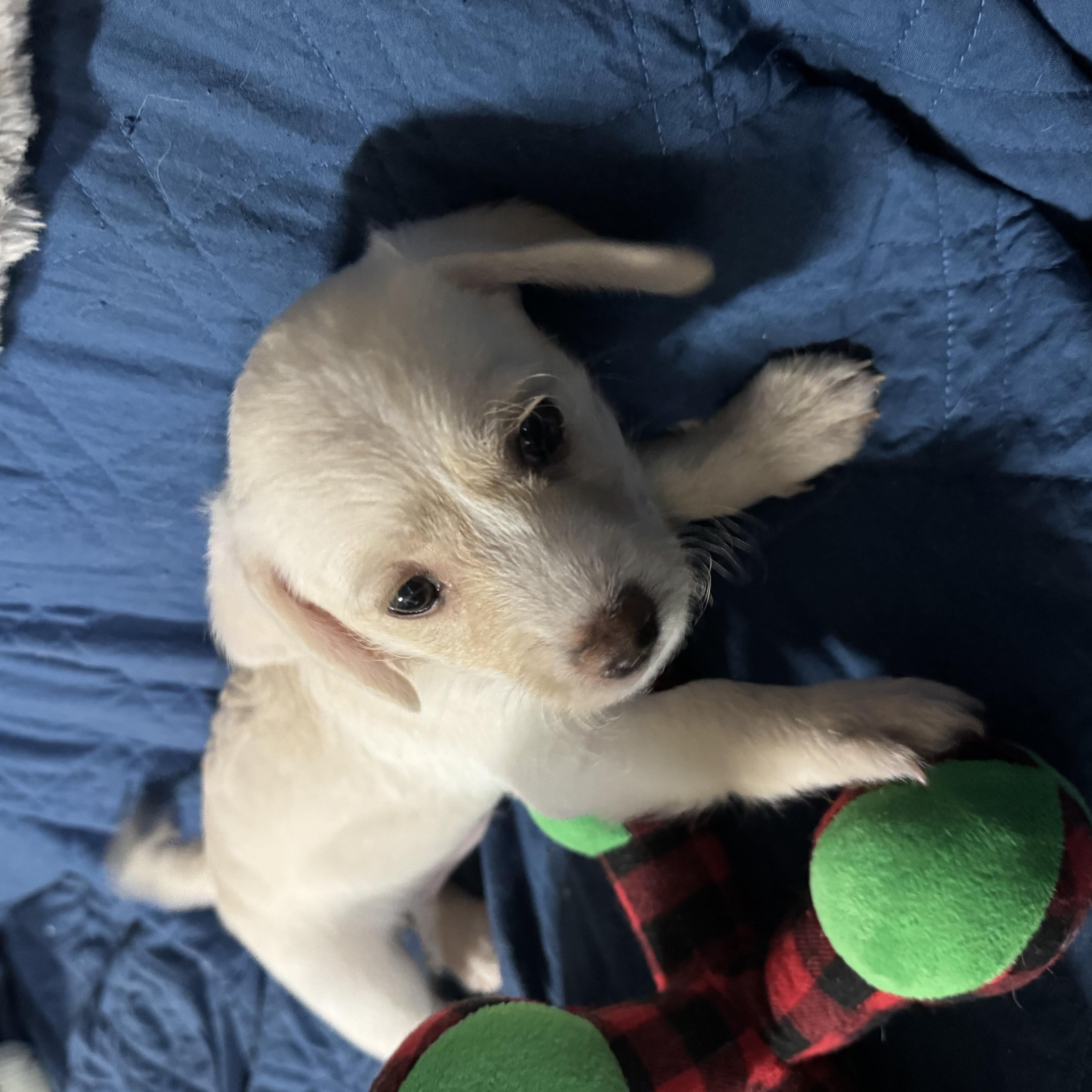 Nugget, ADOPTABLE, Puppy Female Miniature Poodle.