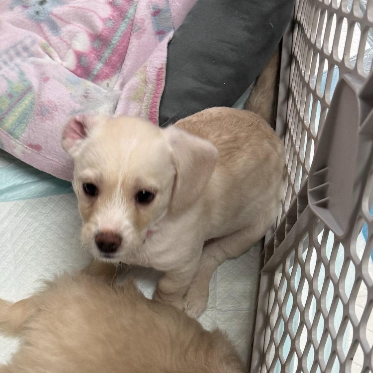 Enlarge Nugget, an adopted mixed breed in Vacaville, CA image 5/6
