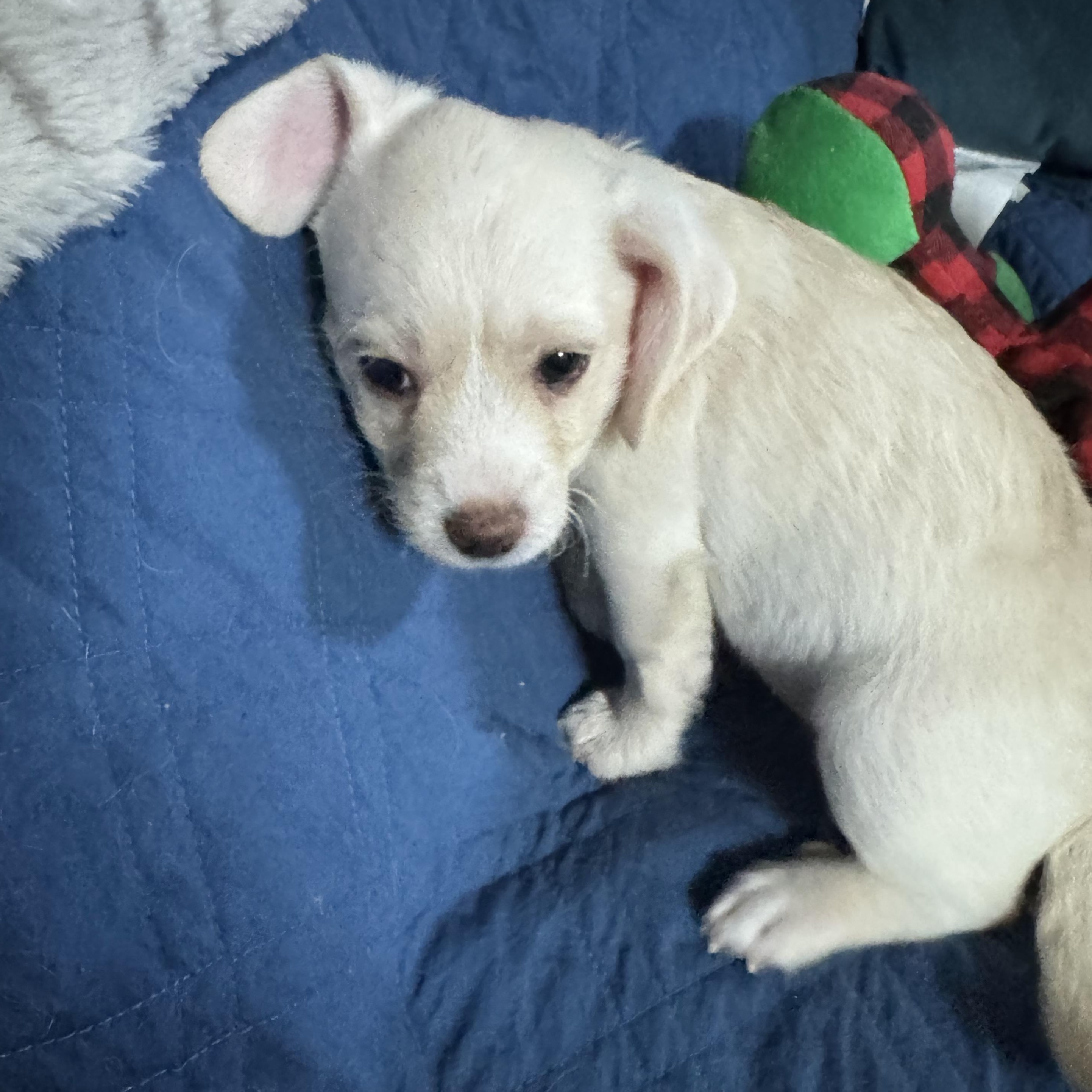 Enlarge Nugget, a ADOPTABLE mixed breed in Vacaville, CA image 4/5