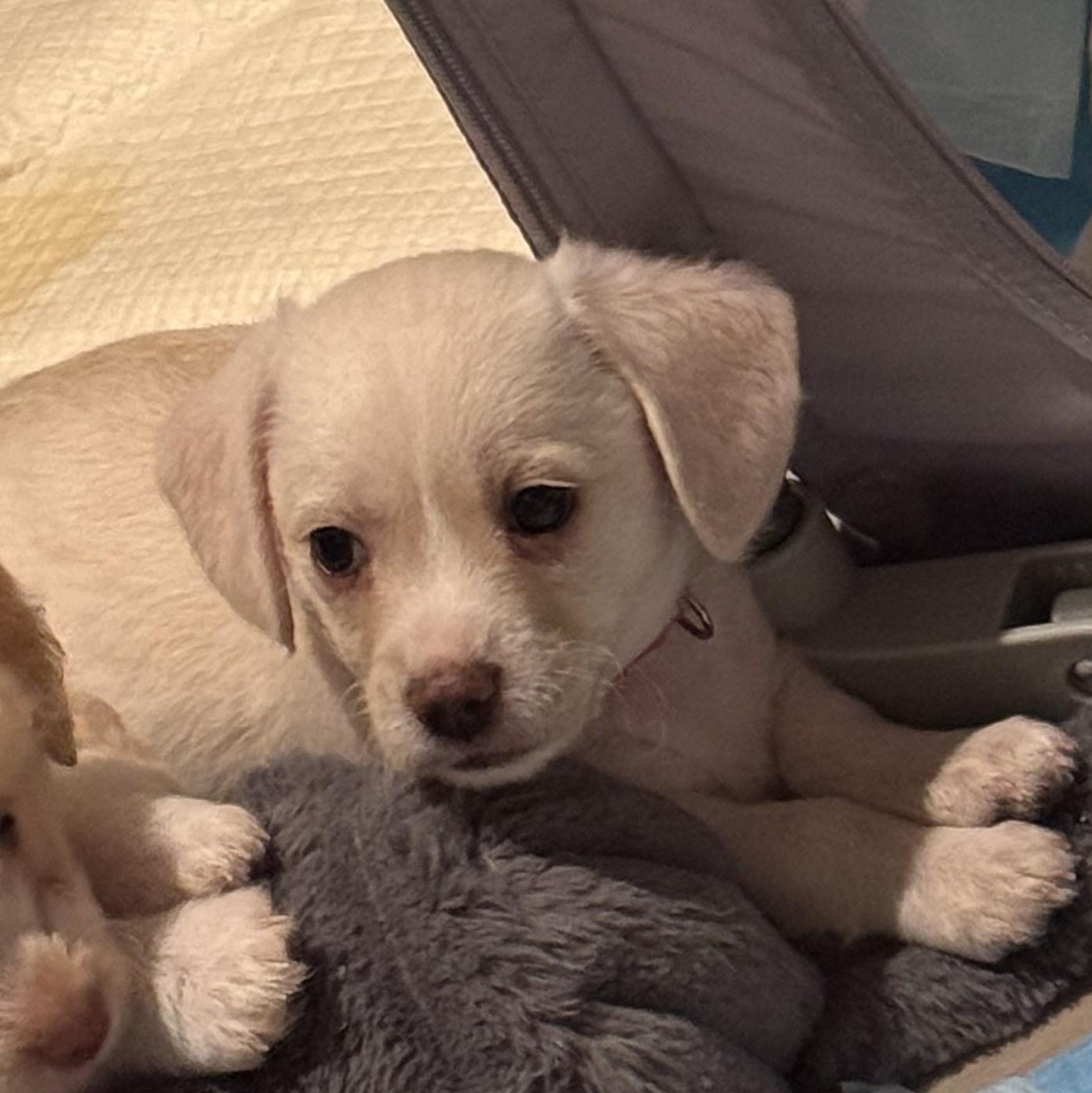 Enlarge Nugget, a ADOPTABLE mixed breed in Vacaville, CA image 2/5