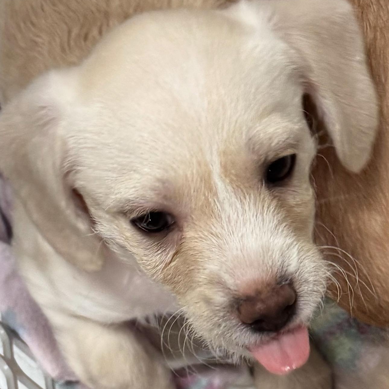 Enlarge Nugget, an adopted mixed breed in Vacaville, CA image 3/6