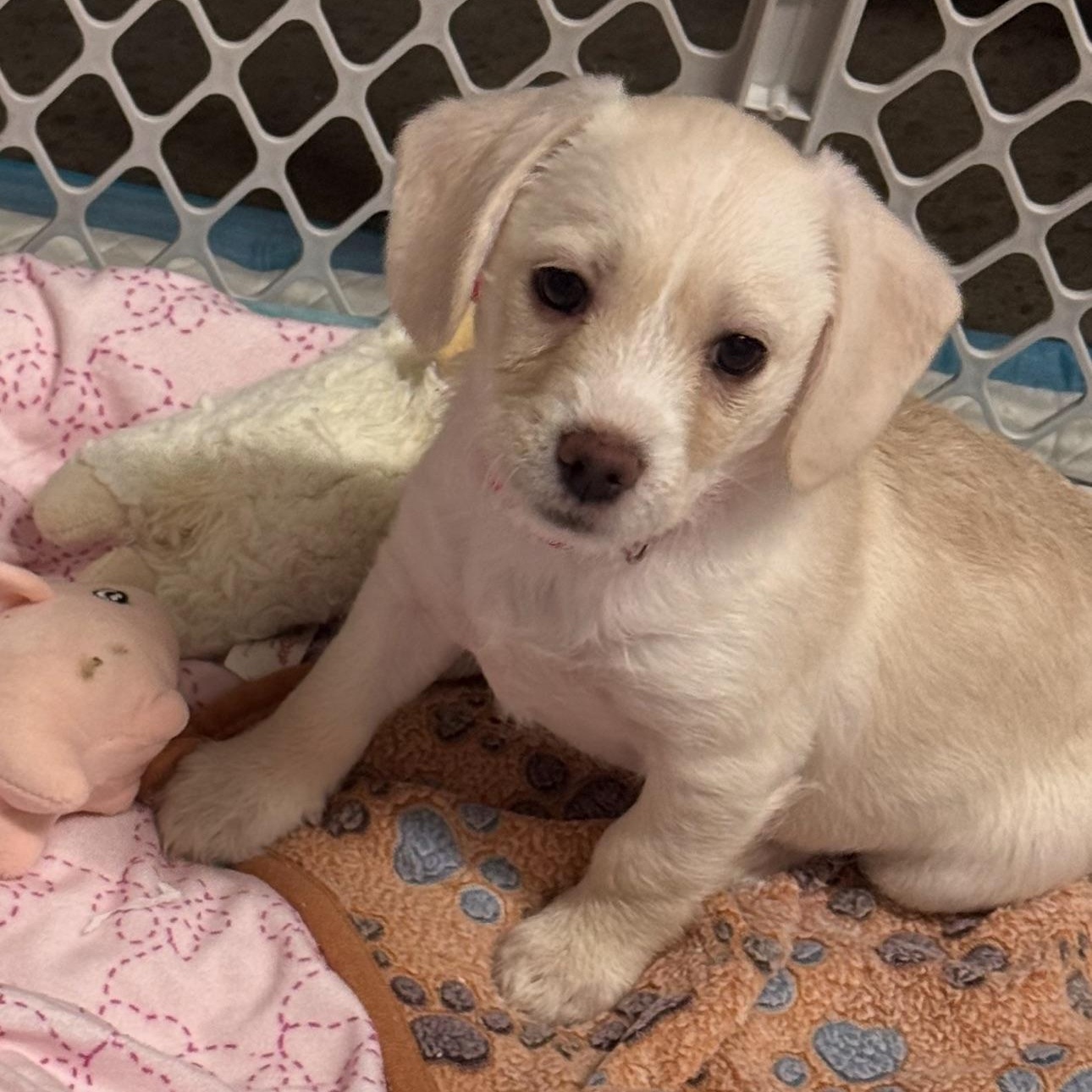 Nugget, adoptable, Puppy Female Labradoodle.
