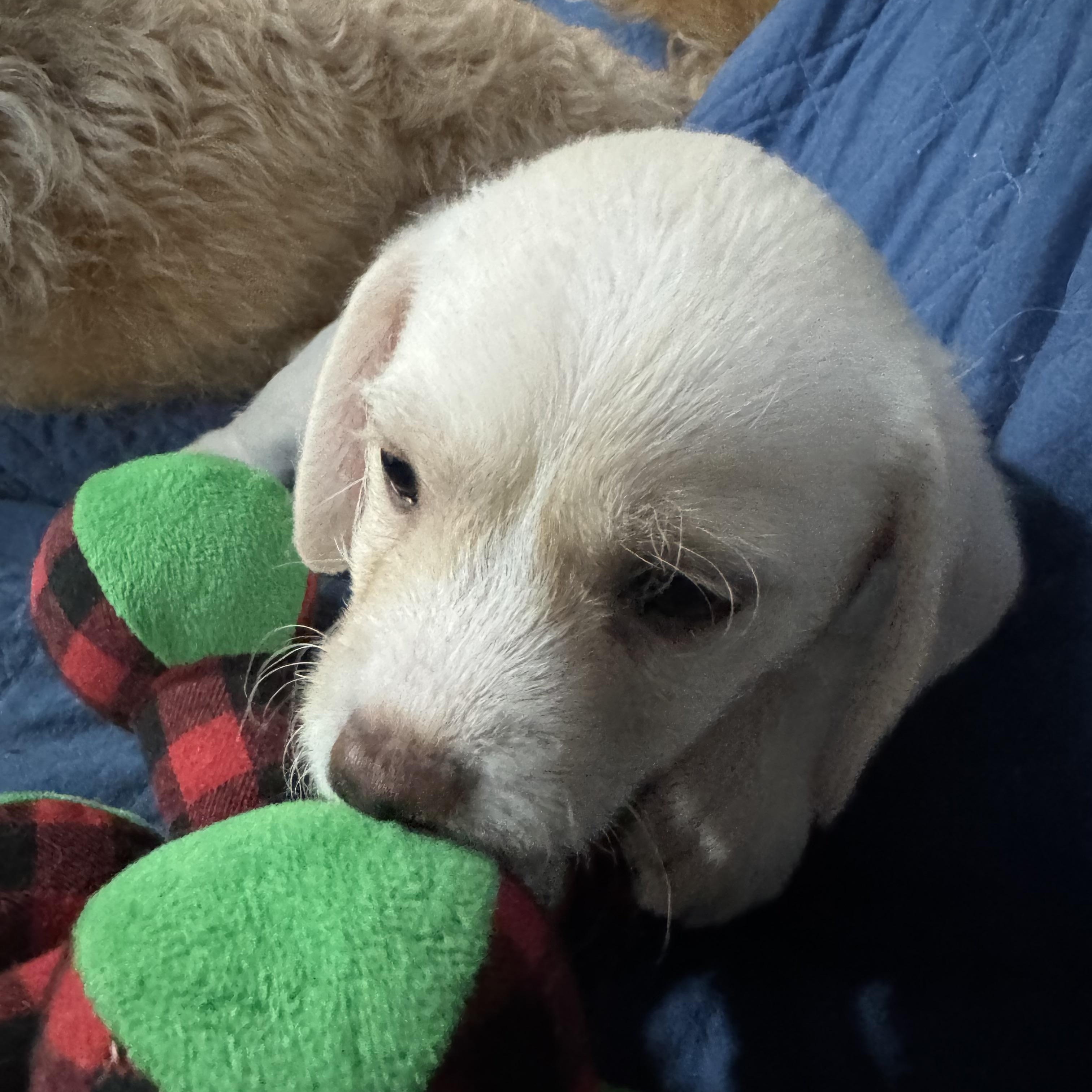 Enlarge Nugget, a ADOPTABLE mixed breed in Vacaville, CA image 3/5